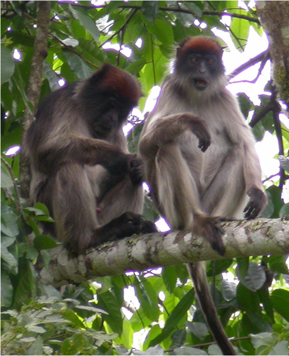 Red colobus monkeys in Kibale National Park, Uganda Image: Dr. Krista Milich