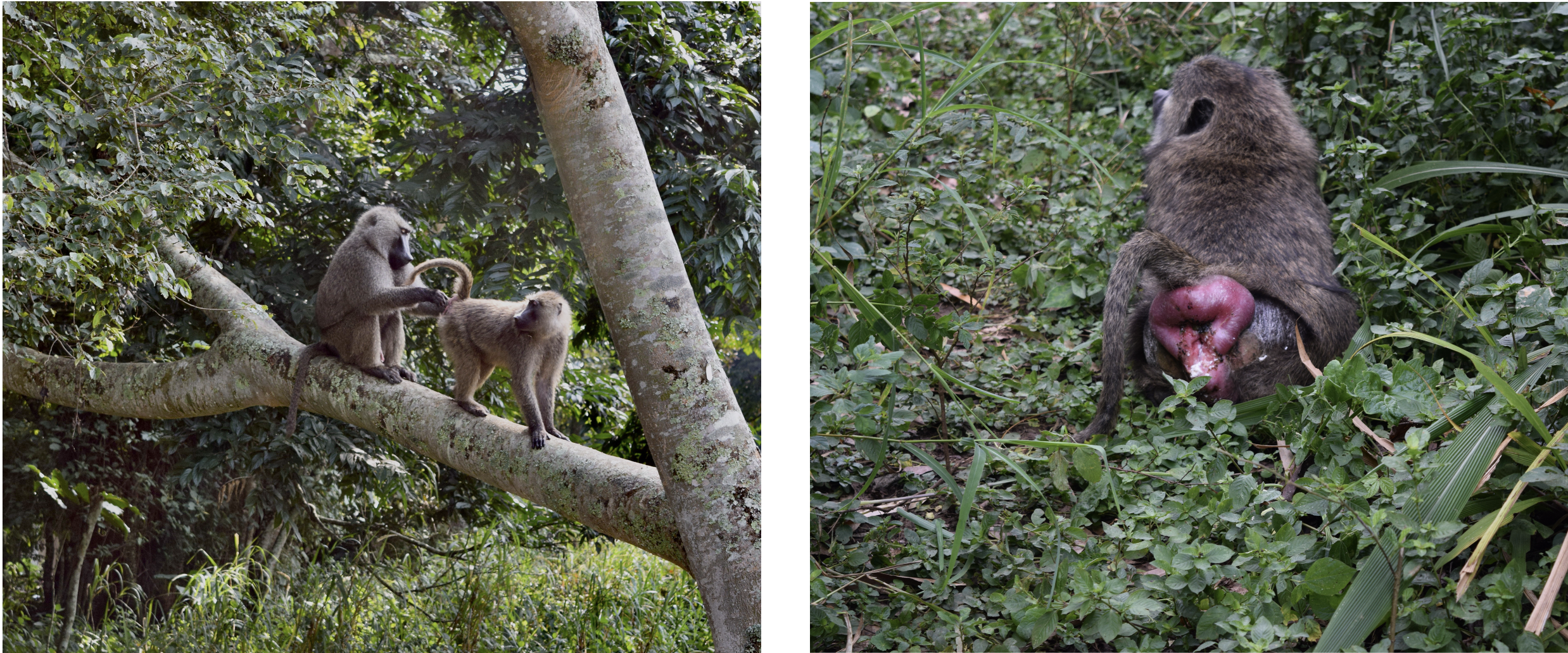 Sexual solicitation and ano-genital swellings associated with fertility in the female olive baboon (Kibale National Park, Uganda)