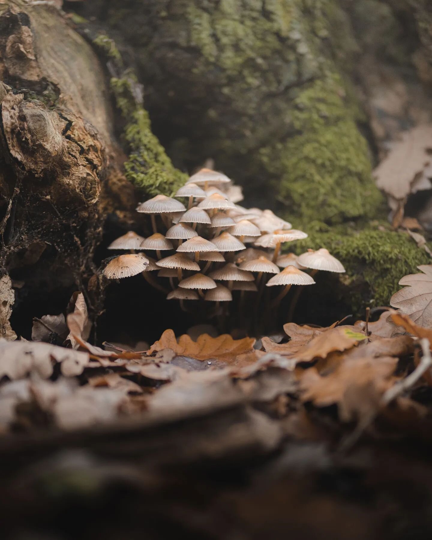 Microcosm 

@sonyalpha A7iii // Sony 85mm f1.8

#autumn2022 #mushroom #fungifanatic #wildernessculture #wildlifeonearth #woodlandwalk #woodlandphotography #forestlovers #moodyforest #forestfloor #mushroompicking #photoreel #moods_in_frame #moodeditz 