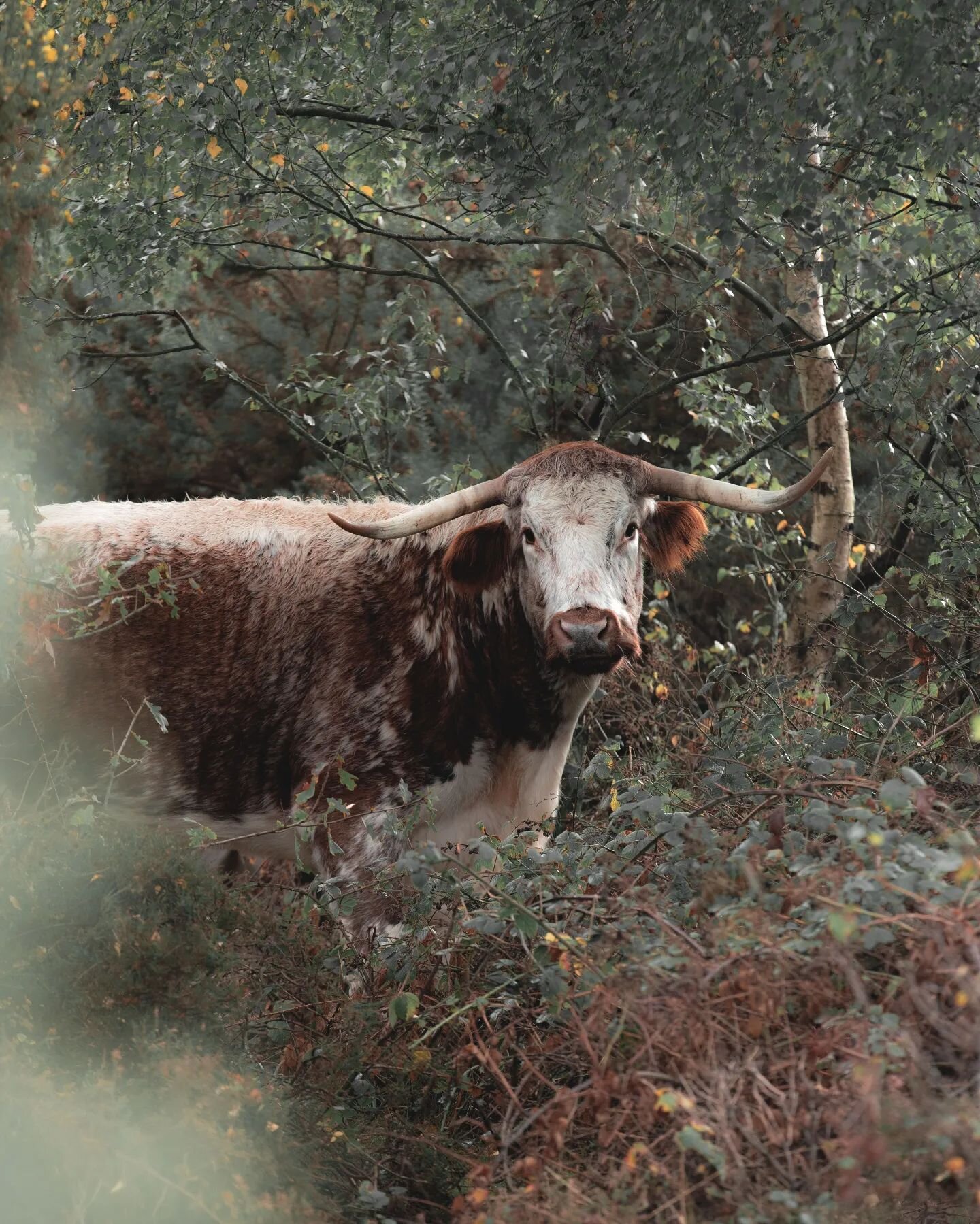 Happy Moo year 

Unrelated cow photo 👆

@sonyalpha A7iii // @canonuk 70 200 f4

#animalphotography #ukwildlife #cowsofinstagram #moo #moodyanimals #animalsoftheworld #scottishhighlands #photosofbritain #unlimitedbritain #bbcmidlands #nationaltrust #