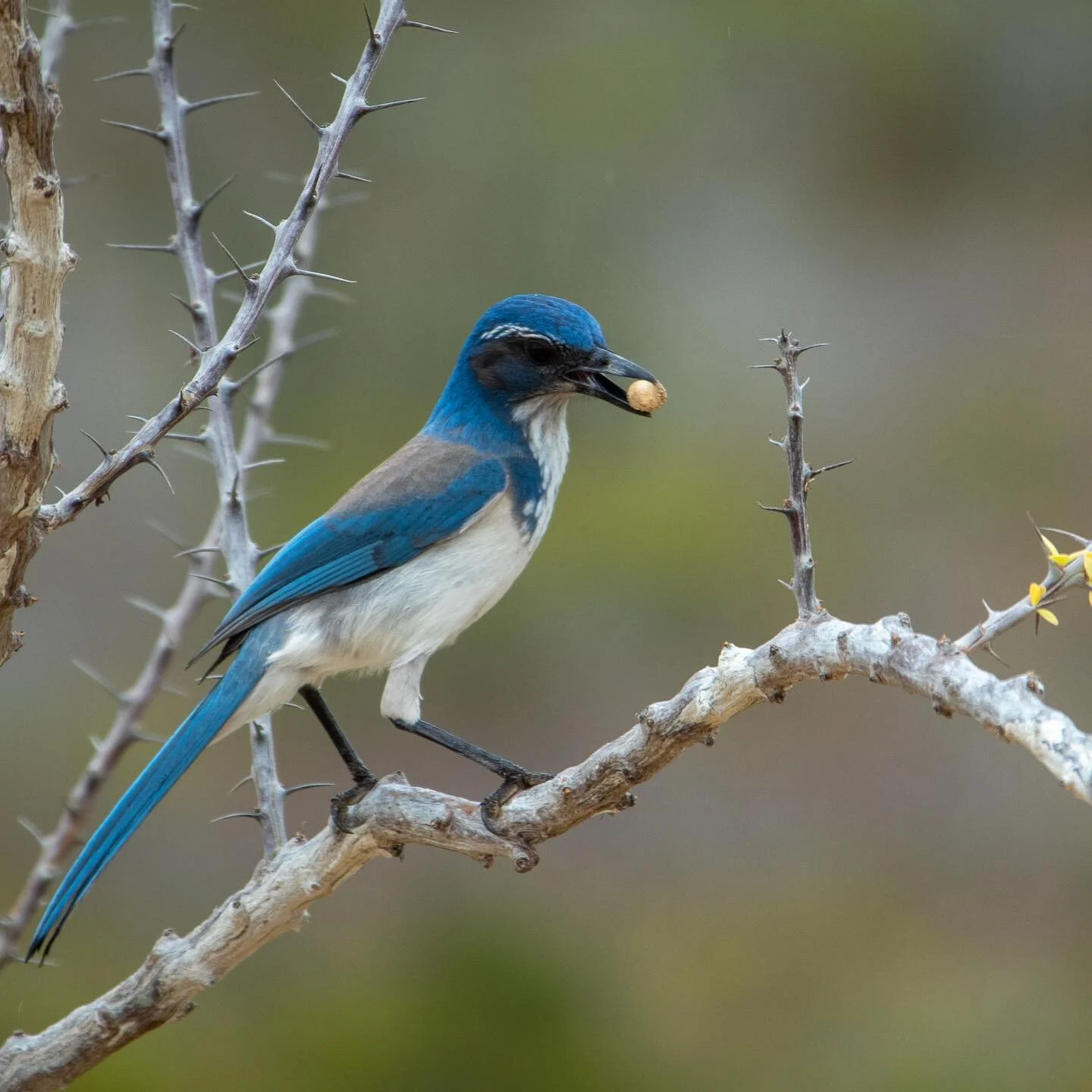 I love nature and golf enables me to spend hours at a time enjoying it.  While in Cabo playing @rslgolfclub at @grandsolmarranchosanlucas , I was able to capture some birds I don&rsquo;t see in the Chicagoland area.  If you are interested in more of 