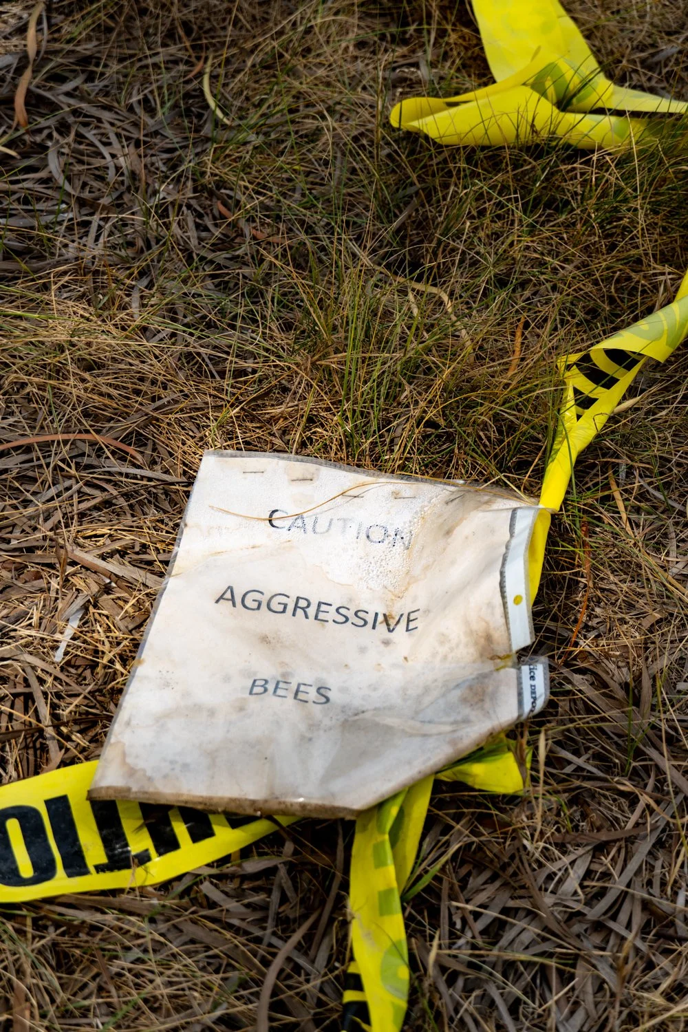 Aggressive Bees