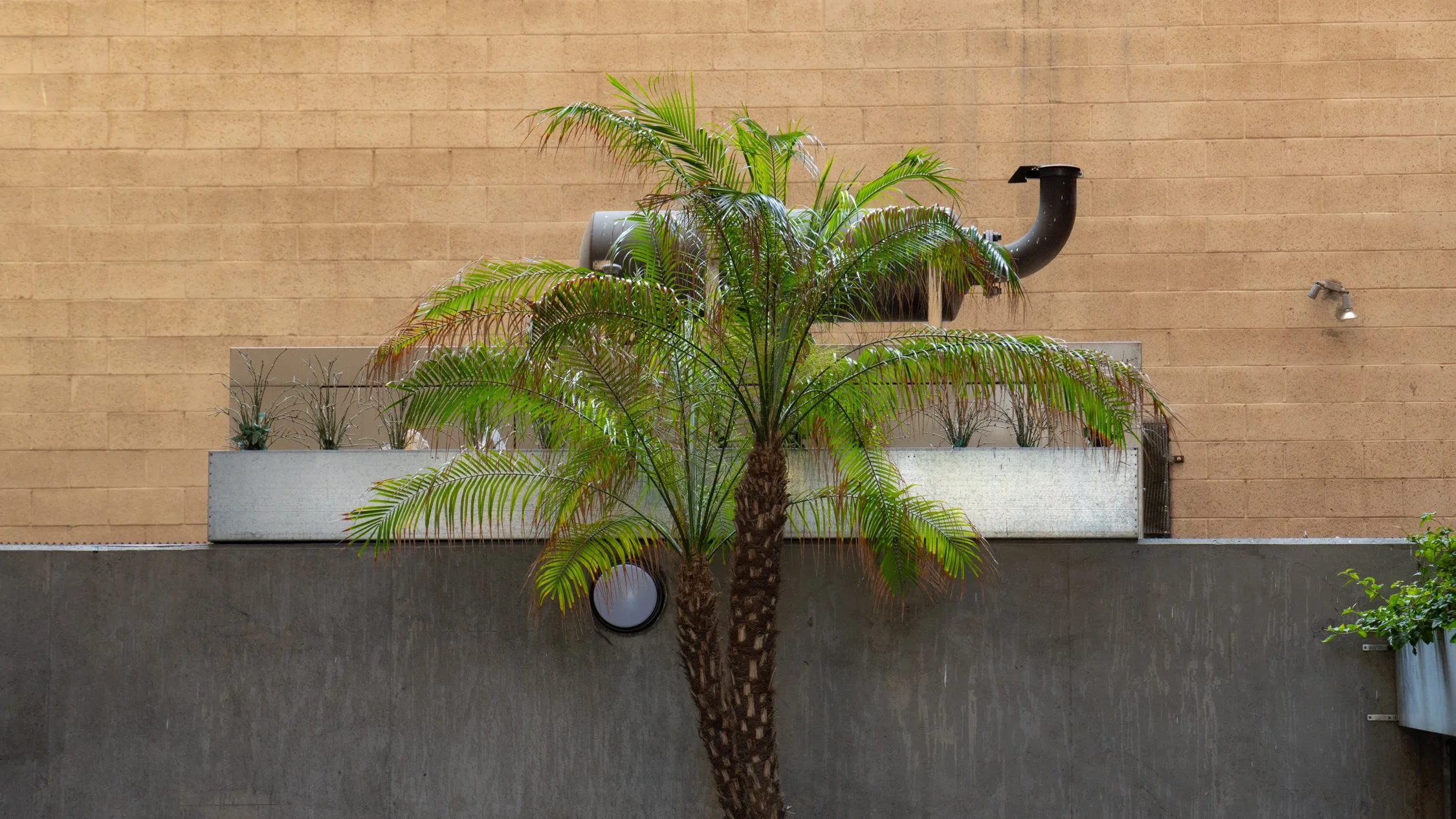Patio Palm
