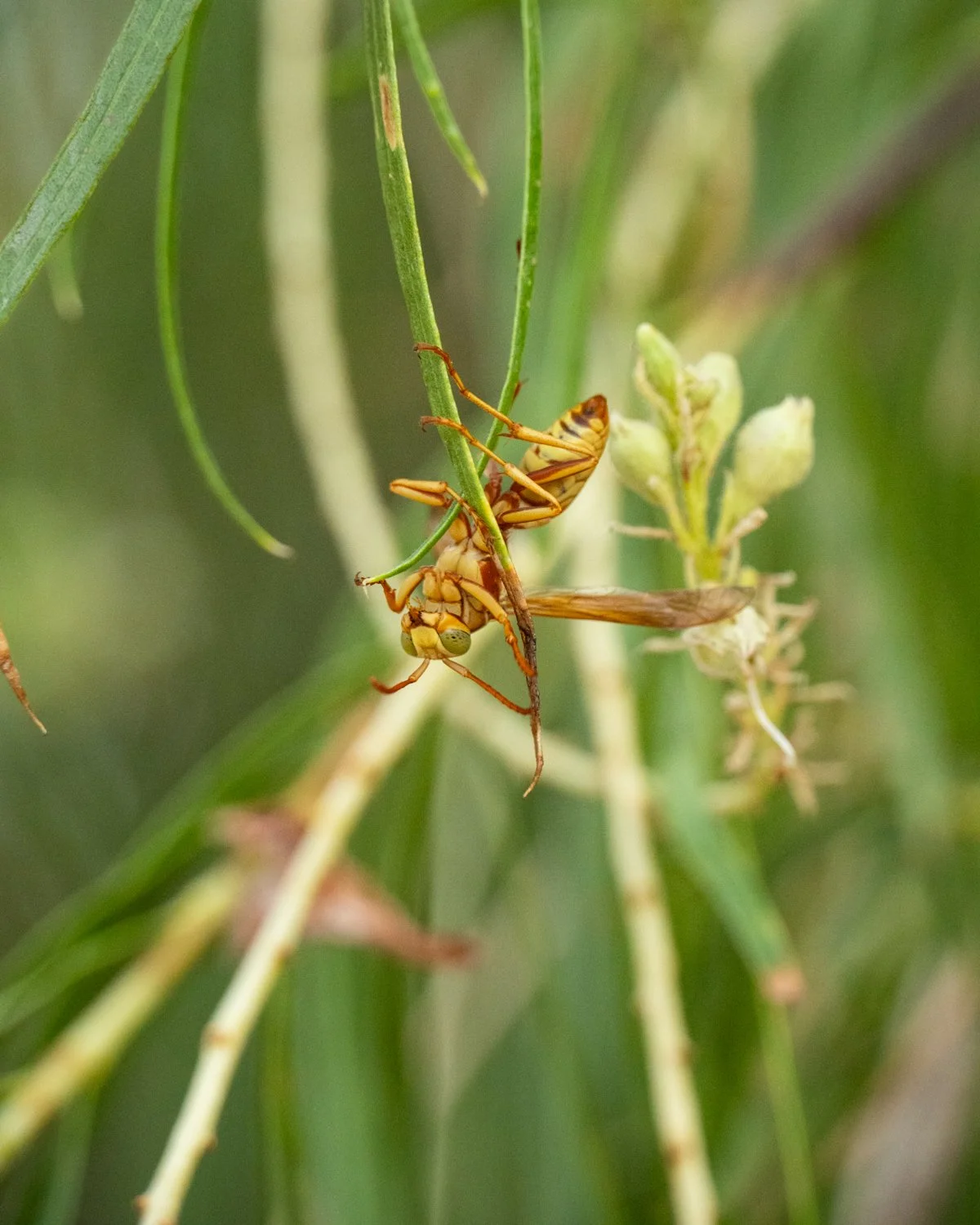 Yellow Paper Wasp