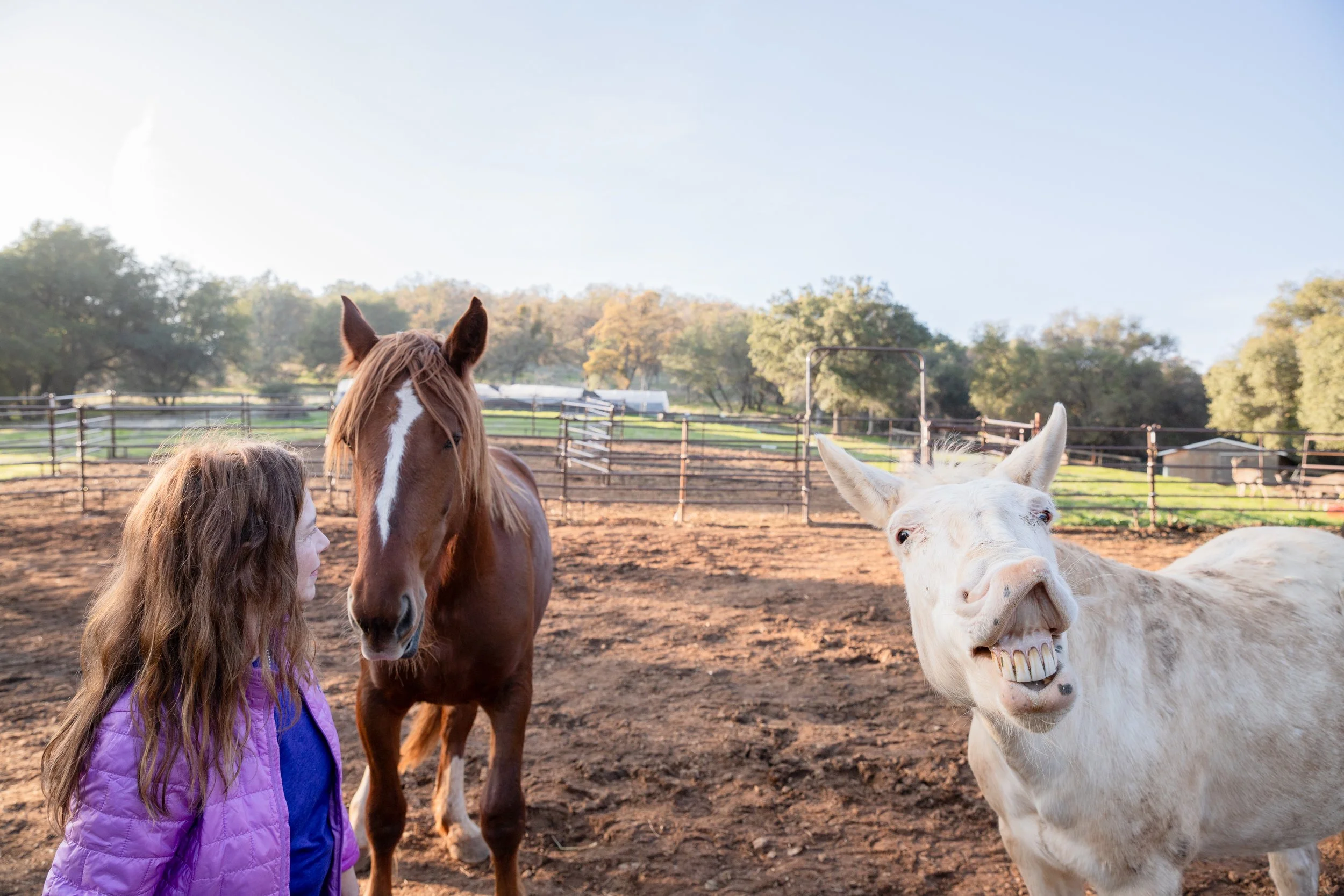 2026 The Year of the Horse