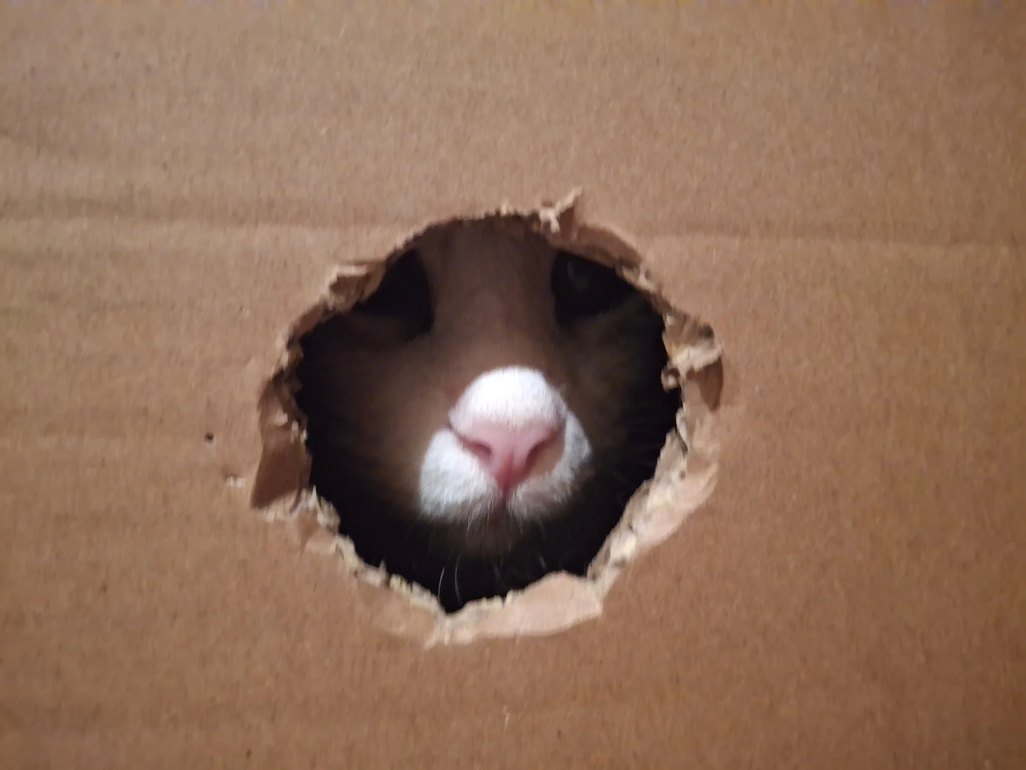 What a Child Psychiatrist Learned &nbsp;about Teenagers and Self-Care from a Cat