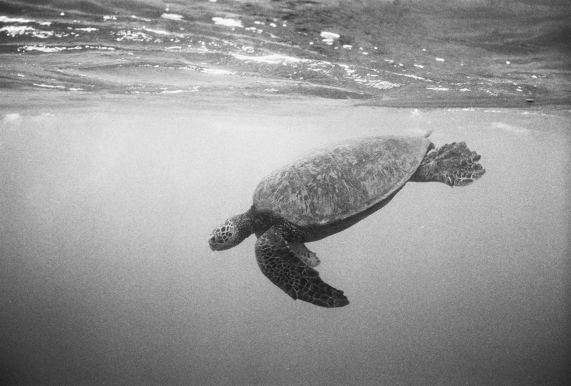 A sea turtle swimming underwater in black and white.