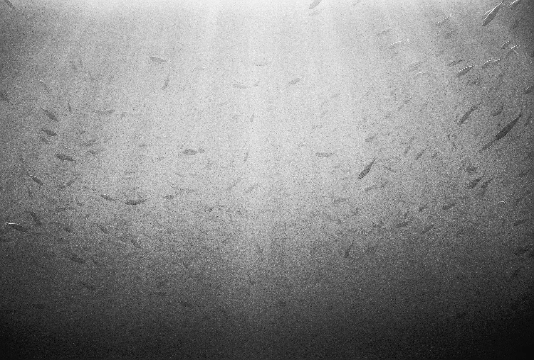 A large school of small, silvery fish swimming in the ocean underwater.