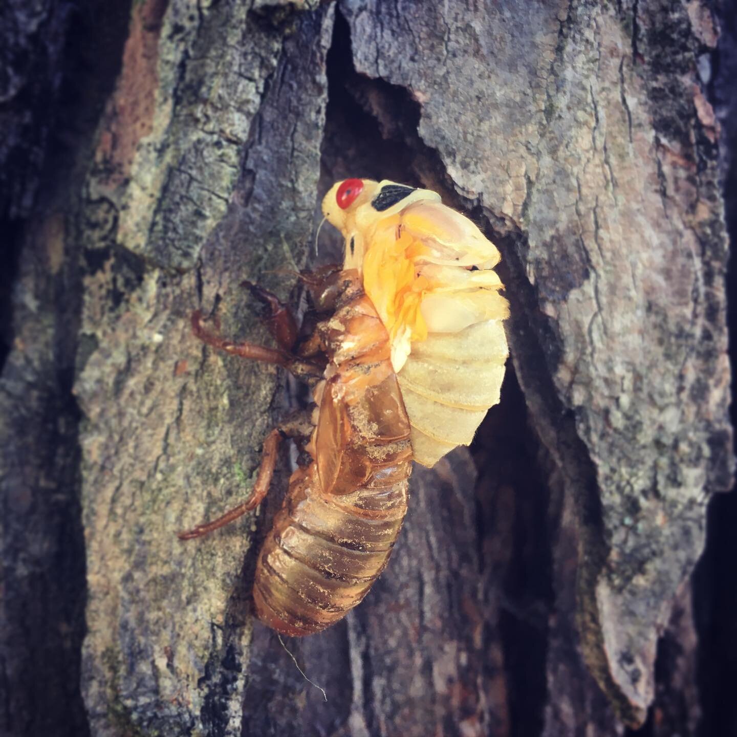 I just love them. Patiently waiting for the right conditions to emerge. #cicadas #broodx