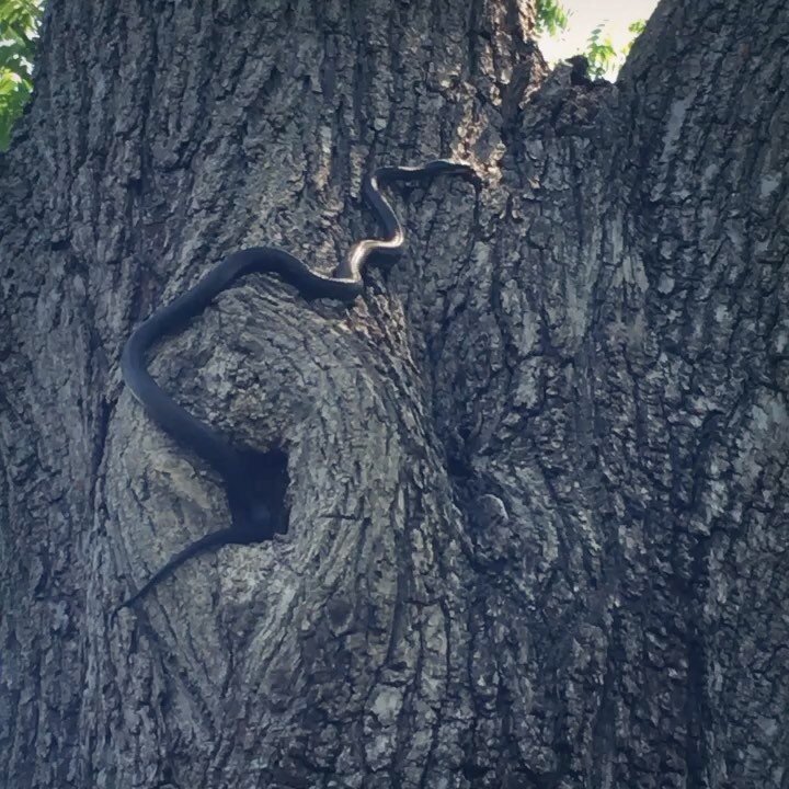 We discovered TWO black rat snakes hunting cicadas 12 feet up in this black walnut tree. Look up y&rsquo;all. Look up. 🐍😵😬😮💖🐍#snakesclimbtrees #pleasedontfallonme #cicadas2021 #blackratsnakes