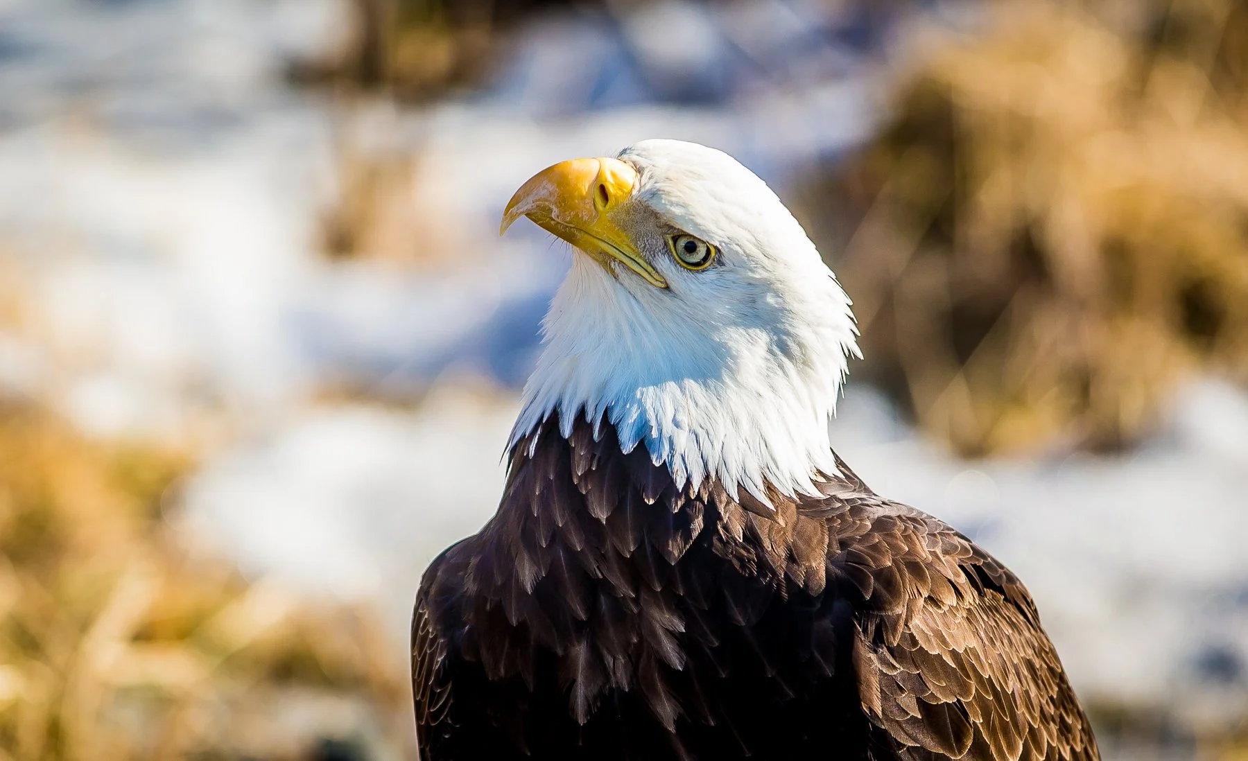 Close-up of a bald eagle in Cordova, Alaska with white head and dark brown body, looking to the left, in a natural outdoor setting with blurred background.