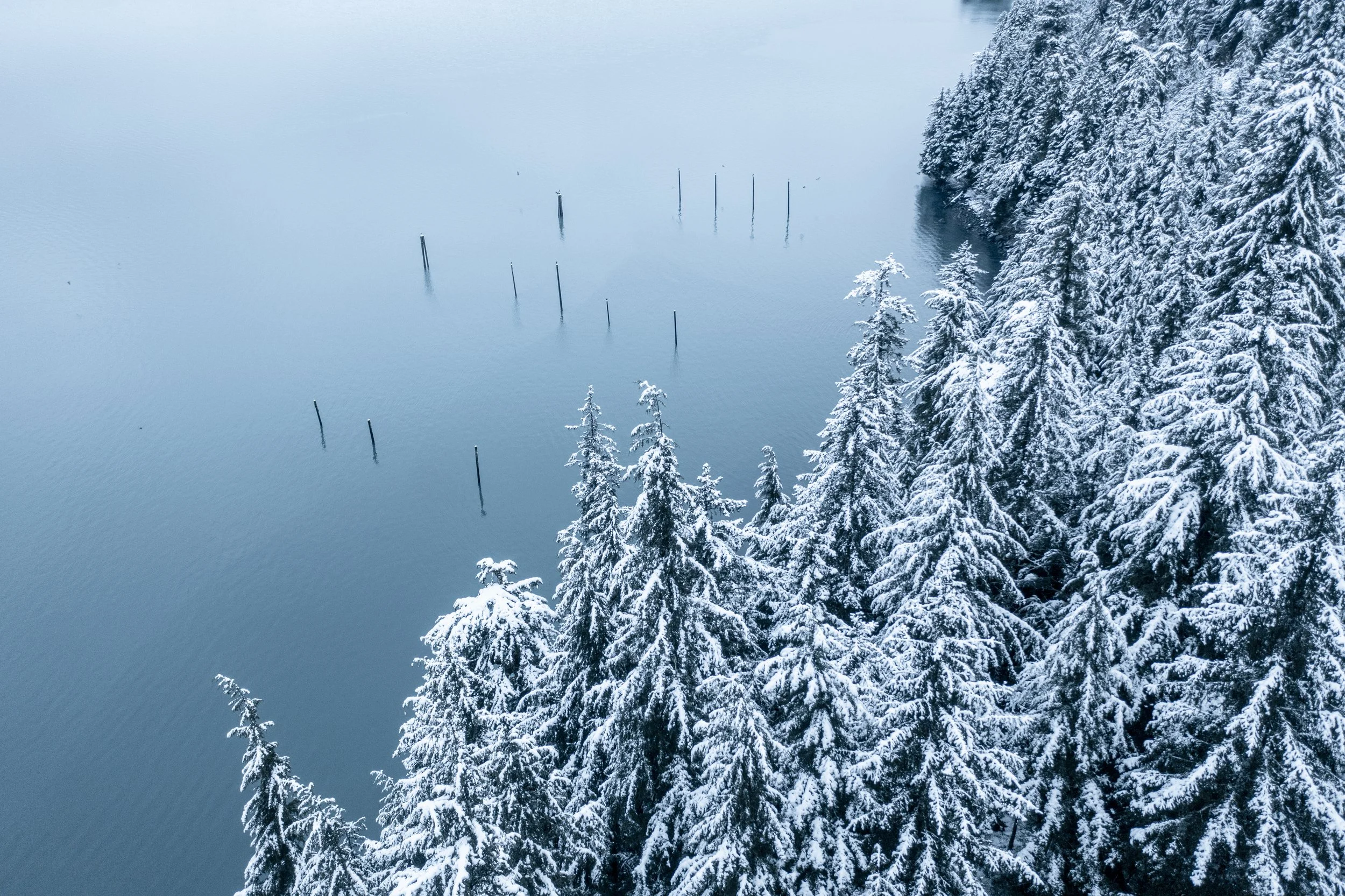 Snow-covered evergreen trees along a lakeside near Cordova, Alaska with wooden posts emerging from the water.