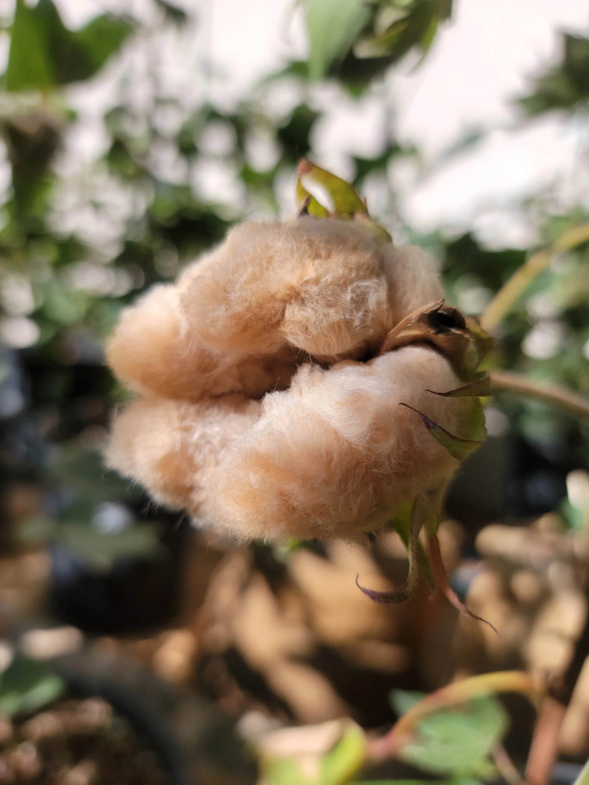 Close up of brown colored cotton