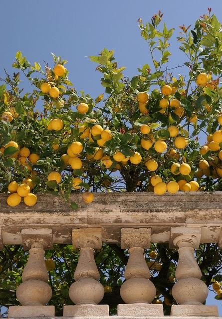 Be Your Very Zest: The Benefits of Citrus Fruits