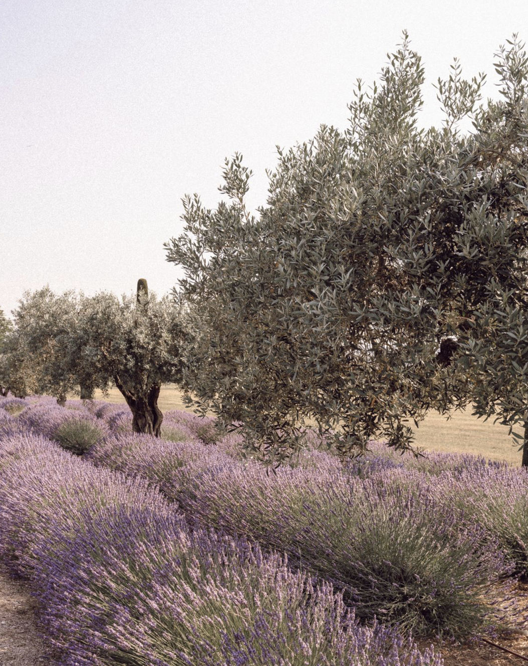 Life with Lavender: Integrating Lavender into Your Daily Routine
