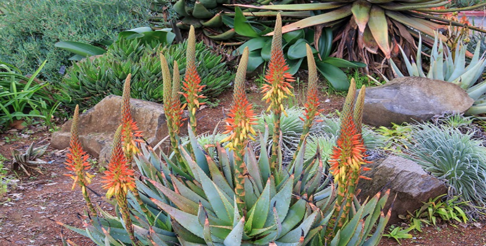 Amazing Aloe Vera Part 1