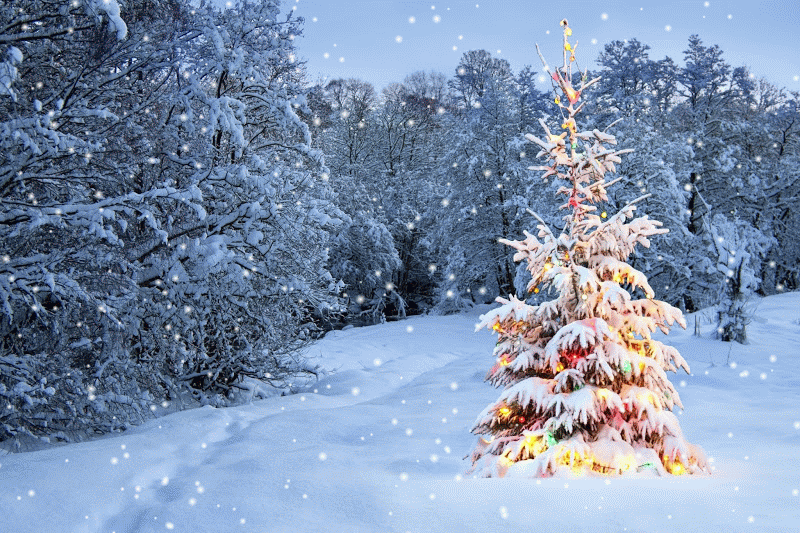 Remember to water your Christmas tree — The Rural Conservative