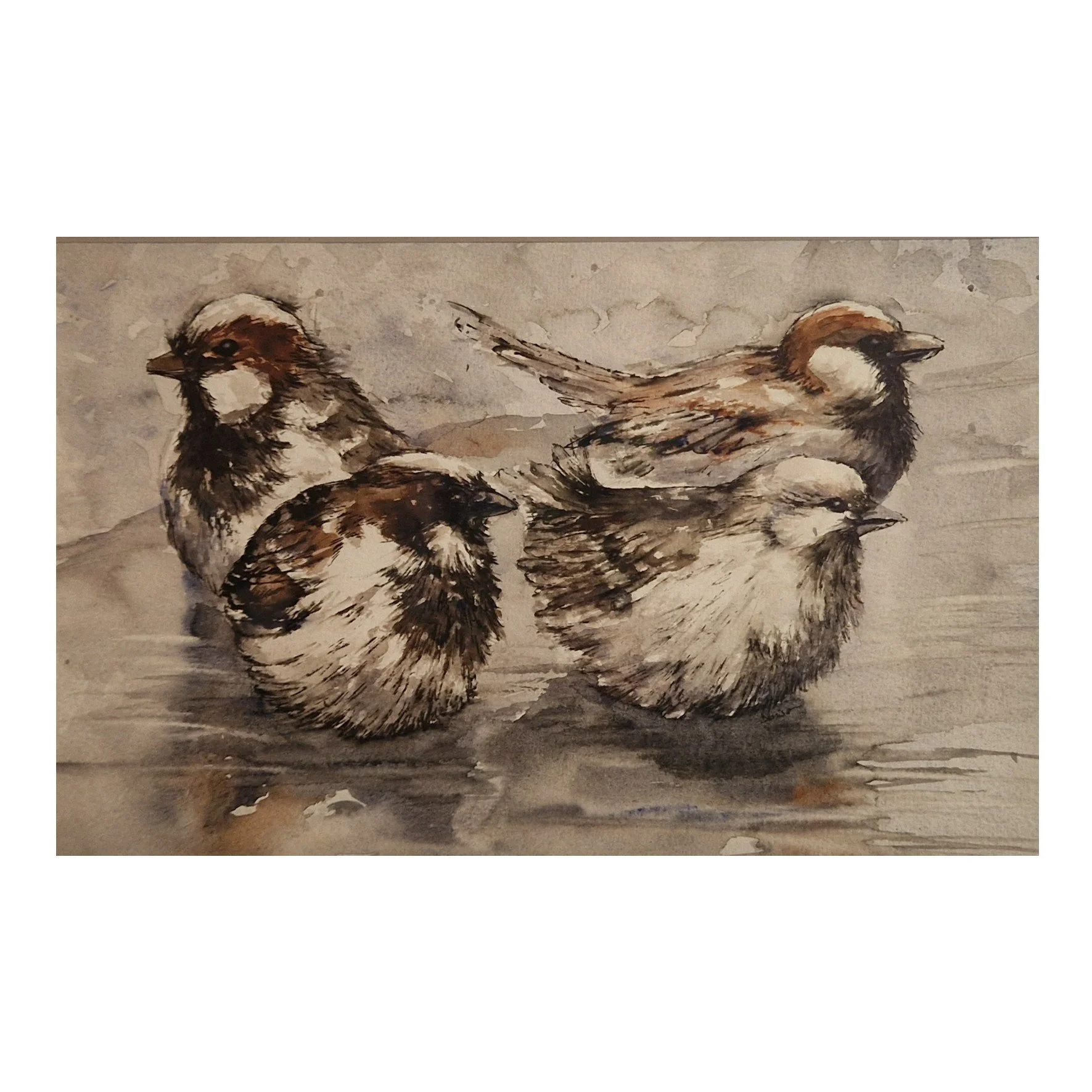 Bathing sparrows
