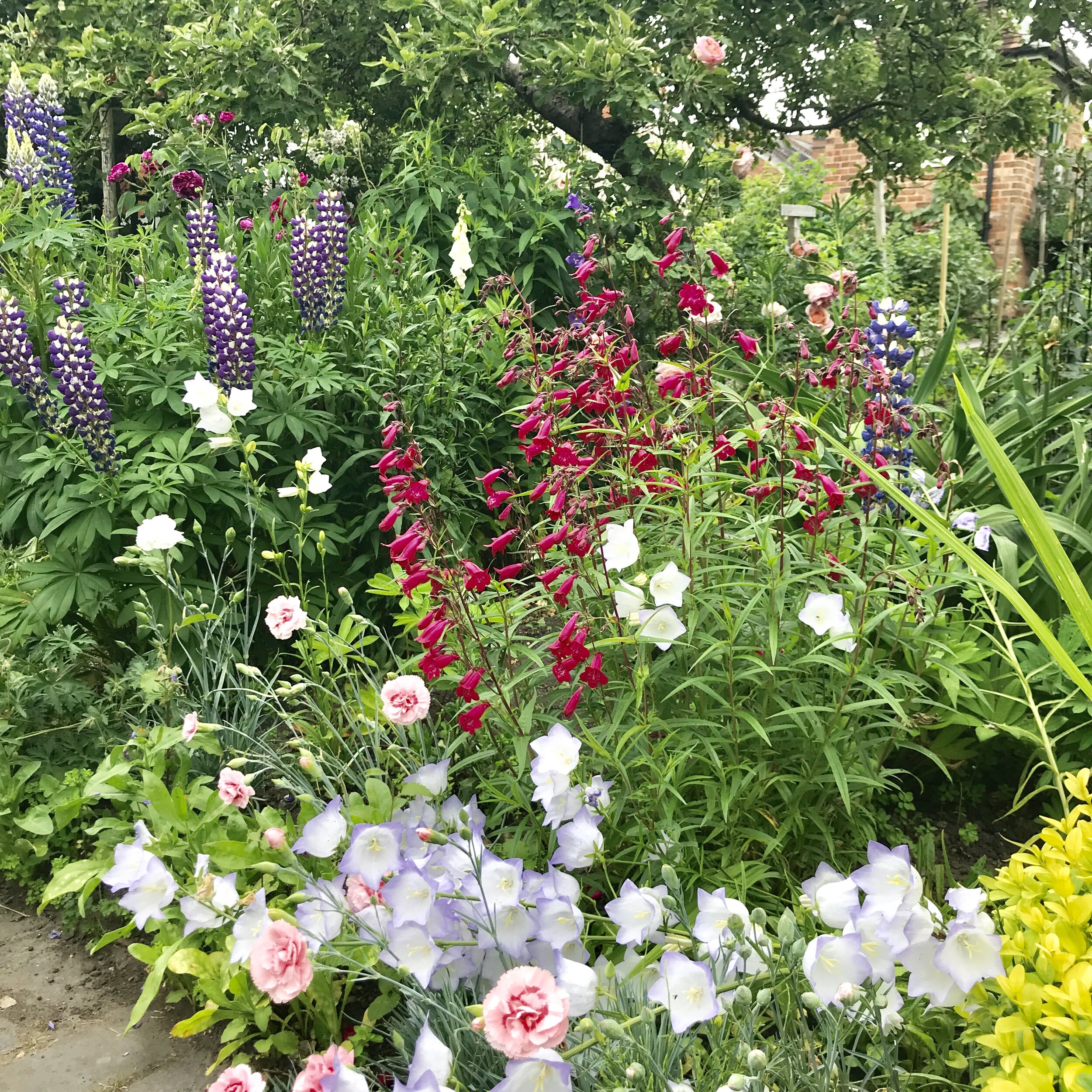 Plants I just had to squeeze in