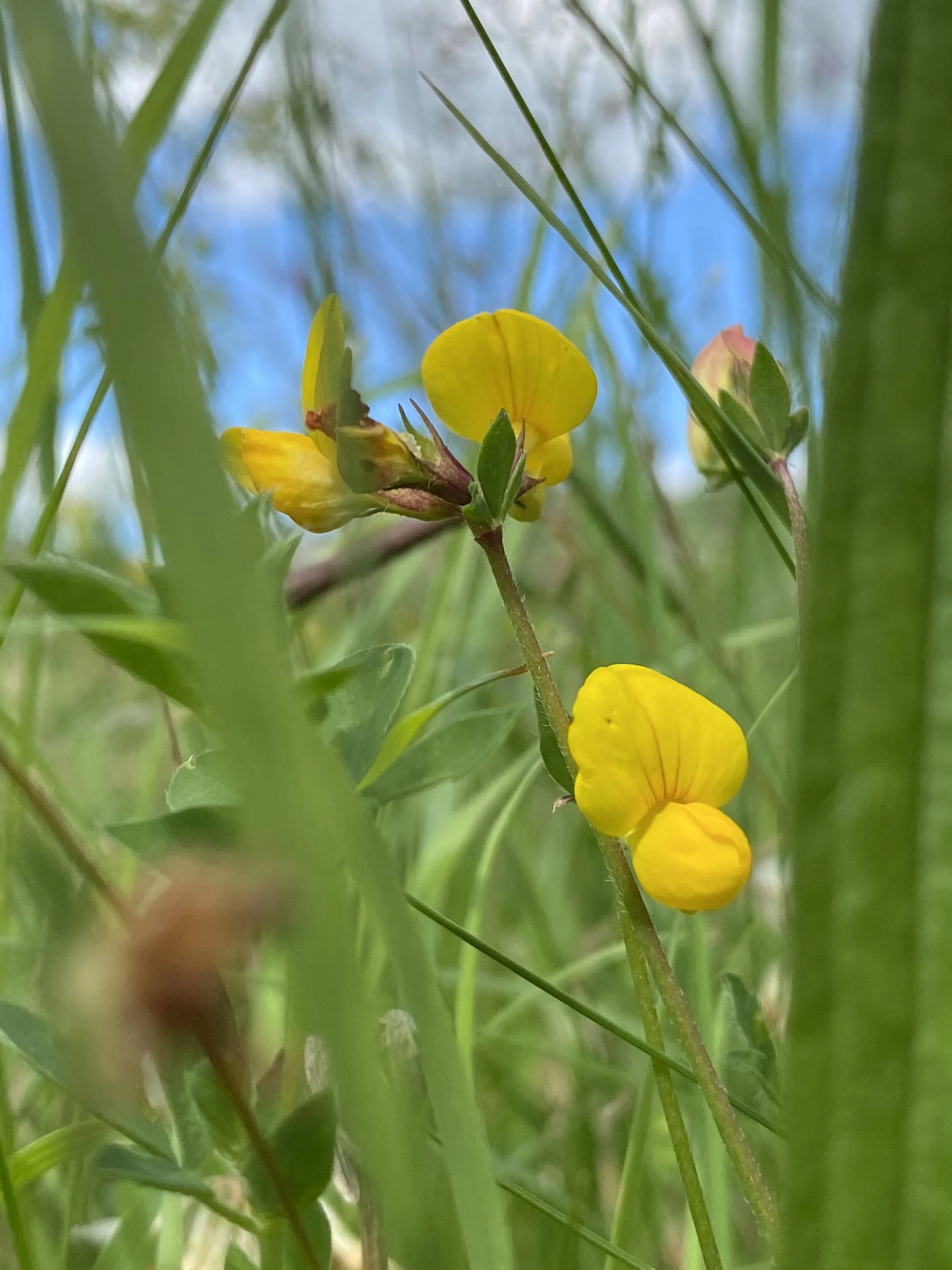 Swooning over seed catalogues