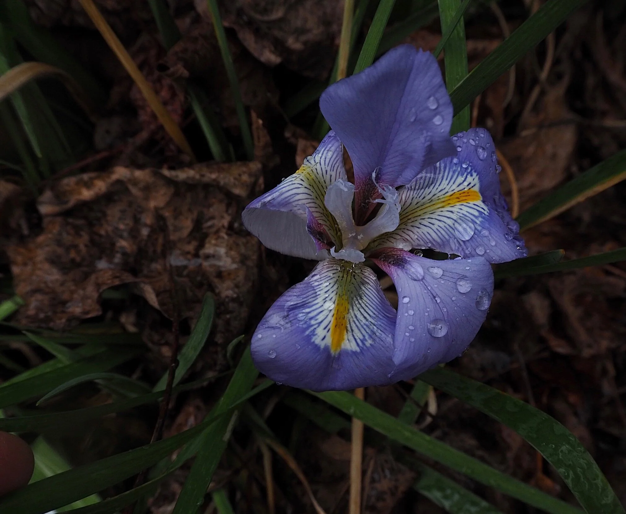 Plants for late winter