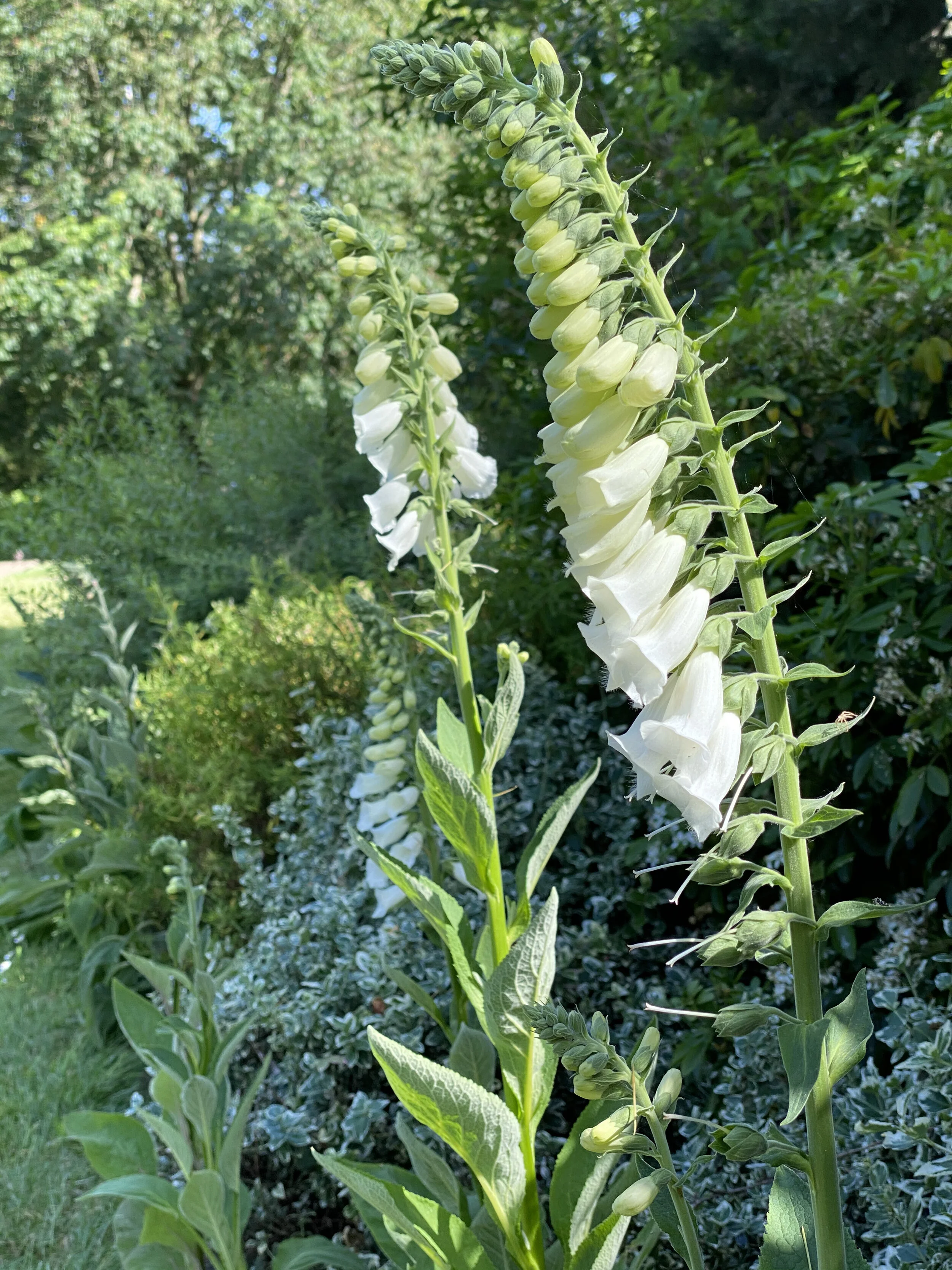Wildflowers for the edges