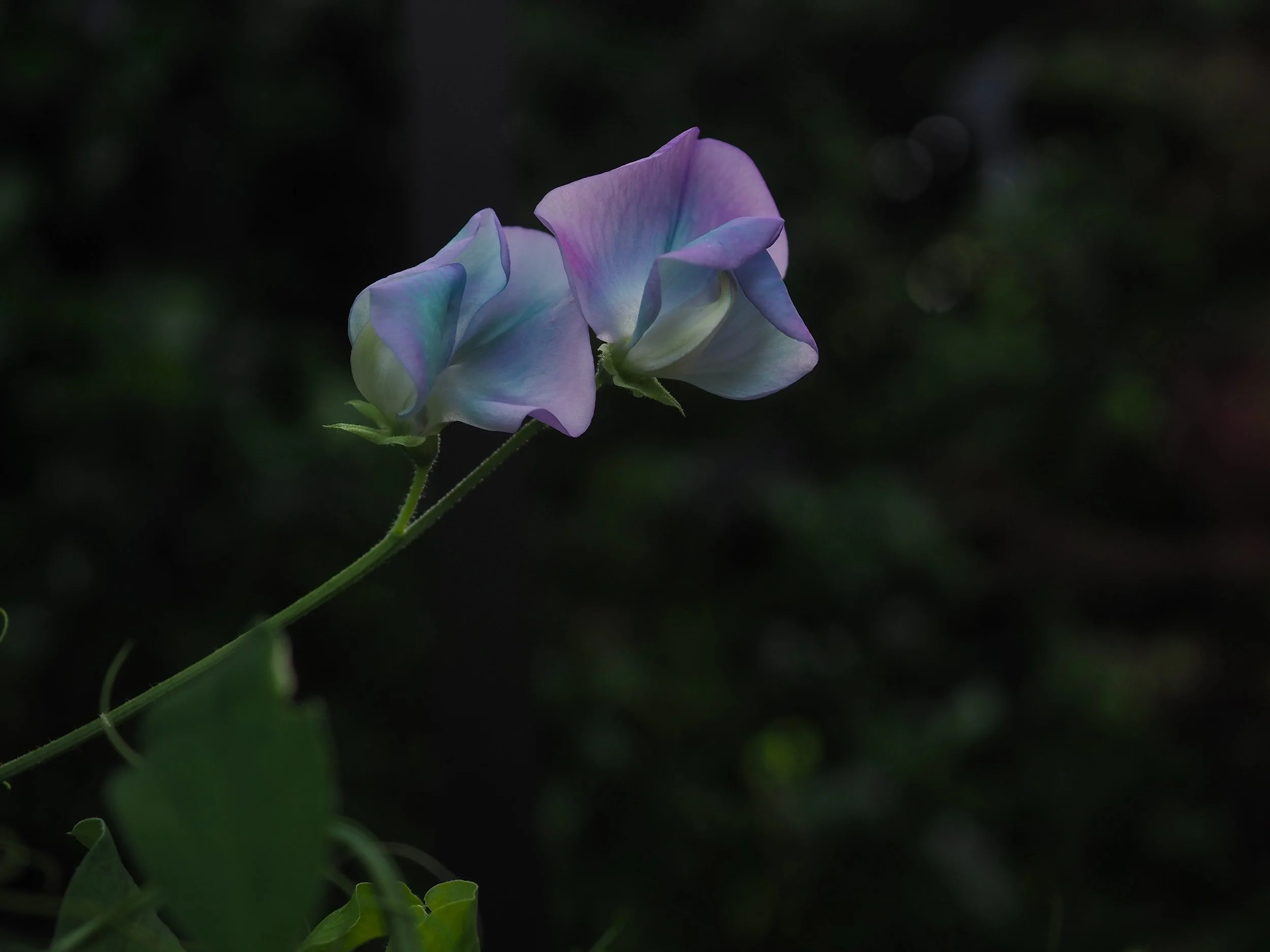 Sweet pea perfection