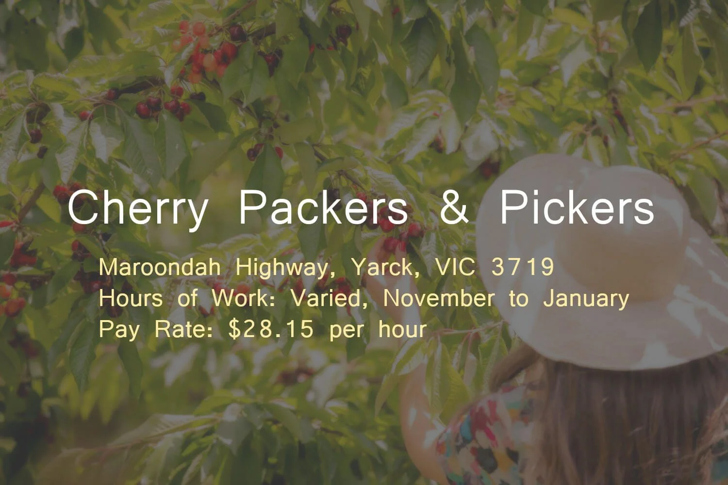 Cherry Packers &amp; Pickers - Yarck VIC