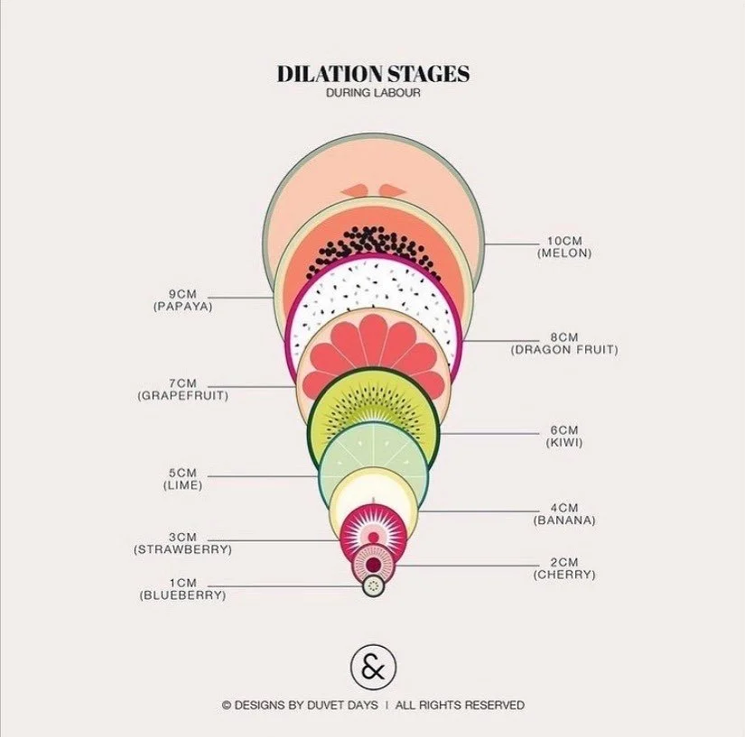 From blueberry 🫐 to melon 🍈&hellip;the awesome amazing phenomenon that is physiological childbirth ⁣
⁣
✨ ⁣
⁣
Image by @designsbyduvetdays ⁣
⁣
.⁣
.⁣
.⁣
.⁣
.⁣
.⁣
.⁣
#birth #birthworker #birthteam⁣
#doula #labordoula #postpartumdoula #midwife #childbi