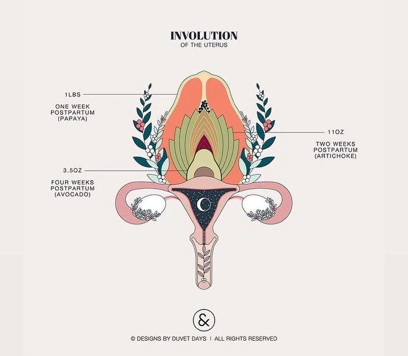 INVOLUTION // the process where the pregnant uterus returns to its pre-pregnant shape and size. This phenomenon is mediated by the hormone oxytocin. During pregnancy, the uterus thickens, stretched and grows several times its normal size.⁣
⁣
Image by