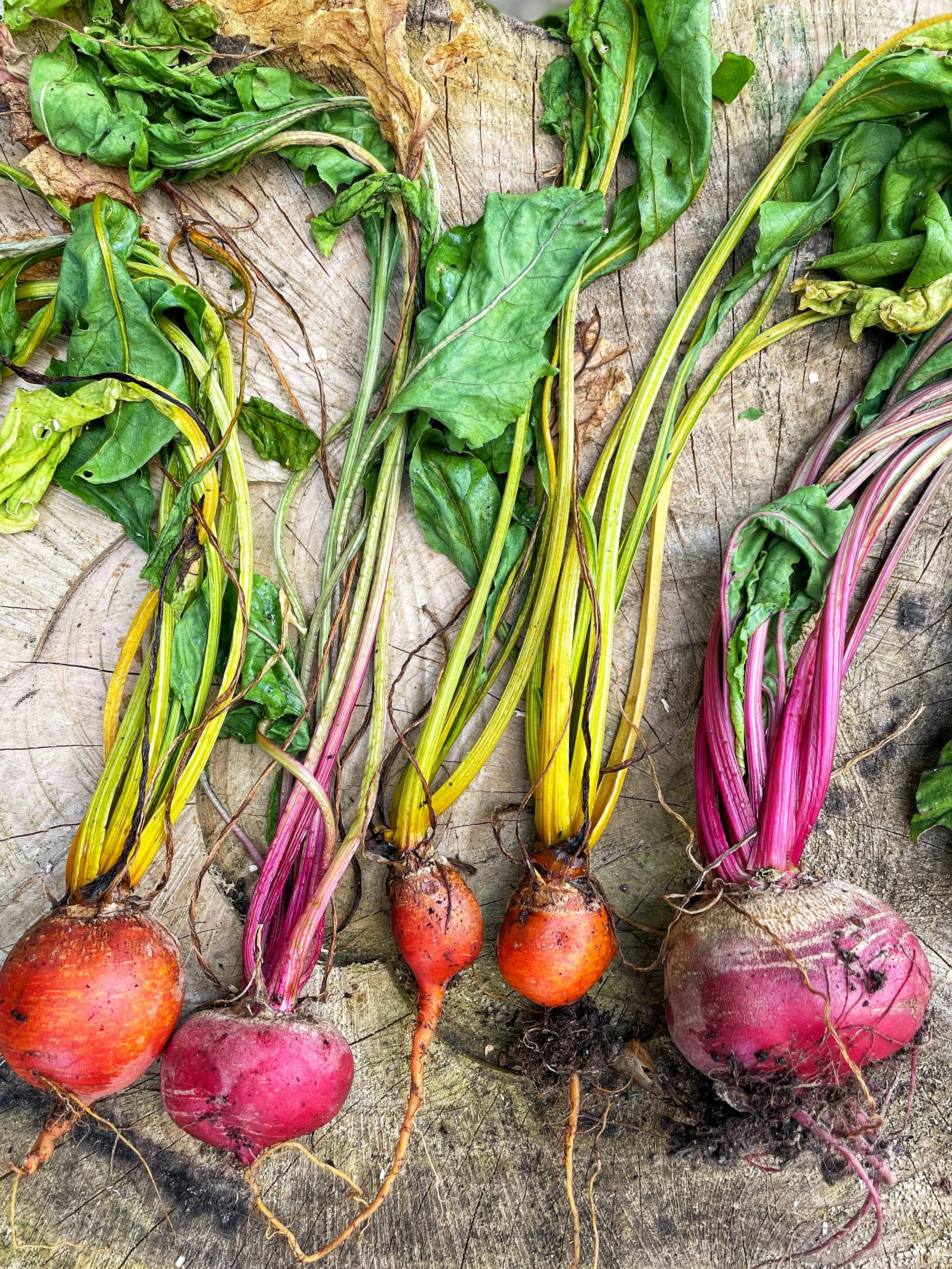 The first beetroot harvest from our kitchen garden at @abbotstower 😋 They are not huge, but to me, they are all beautiful. 
We created our raised beds from rustic woven hazel that wonderfully blends into nature.
Now, what should I make? Maybe a spic