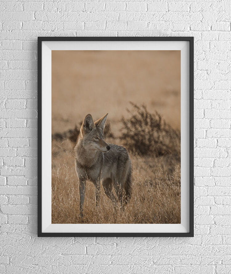 Coyote Cali.jpg