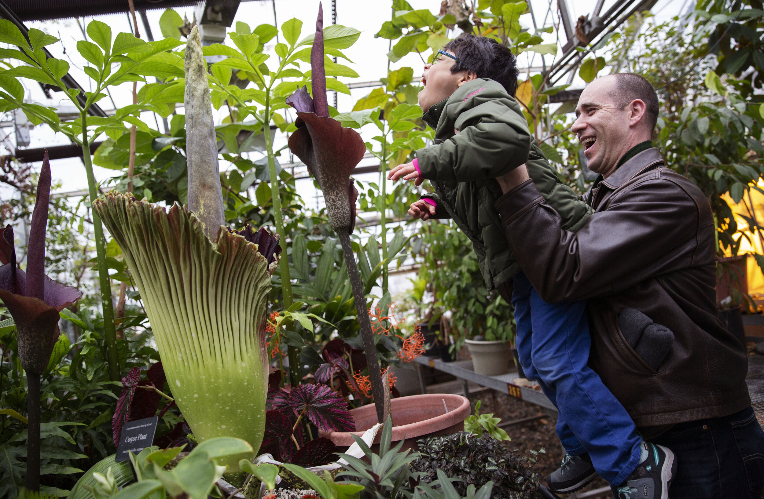  Juan Schlieper reacts to the smell of the corpse flower as his dad, Erich, holds up him to give him an up-close view. Juan compared the flower's smell to fish and said it wasn't as bad as expected. 