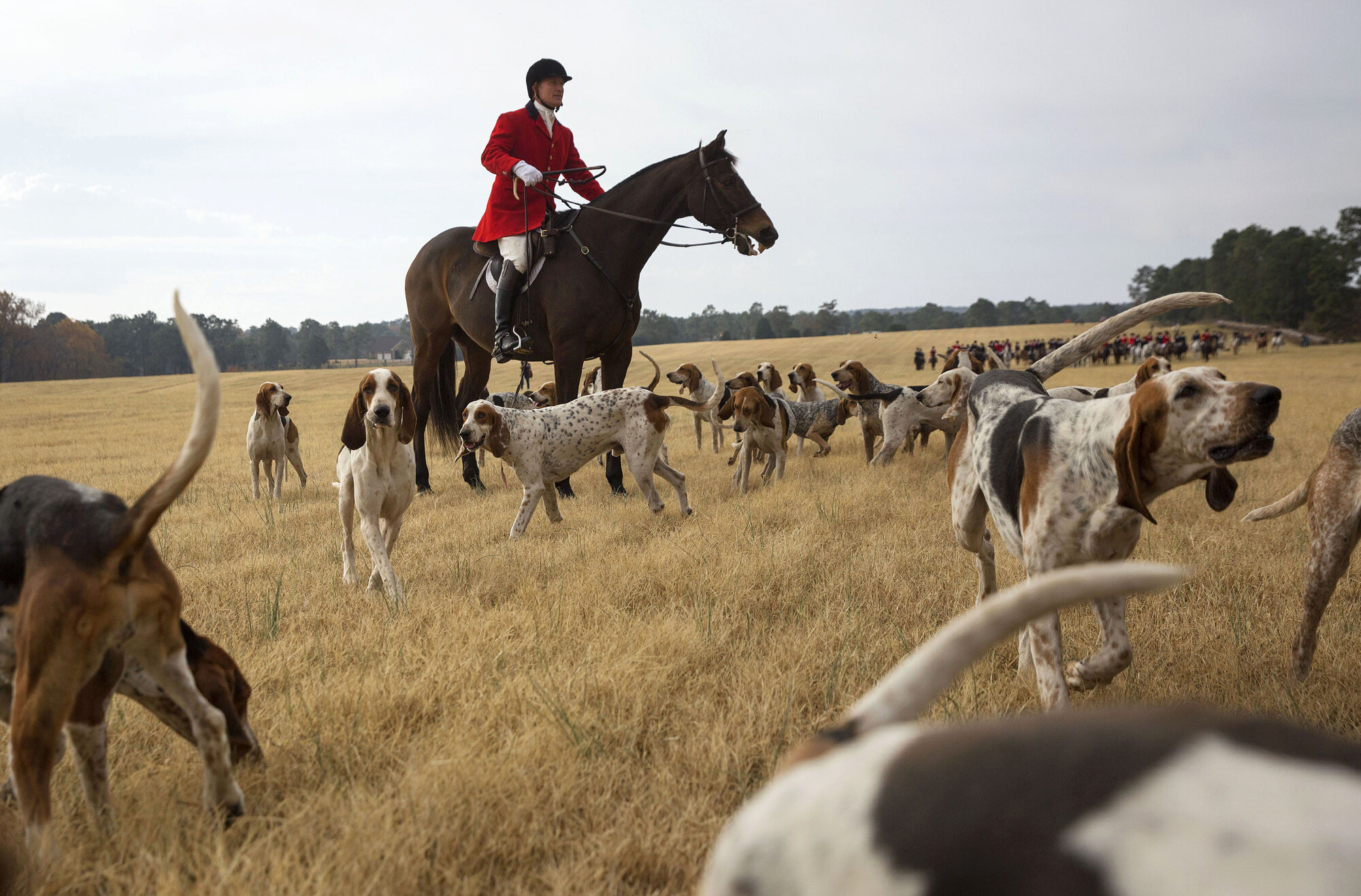  Lincoln Sadler, a huntsman with the Moore County Hounds, leads a pack of Penn-Marydel hounds during the the Thanksgiving Day opening meet. The Moore County Hounds is one of the oldest North American hunt clubs. 