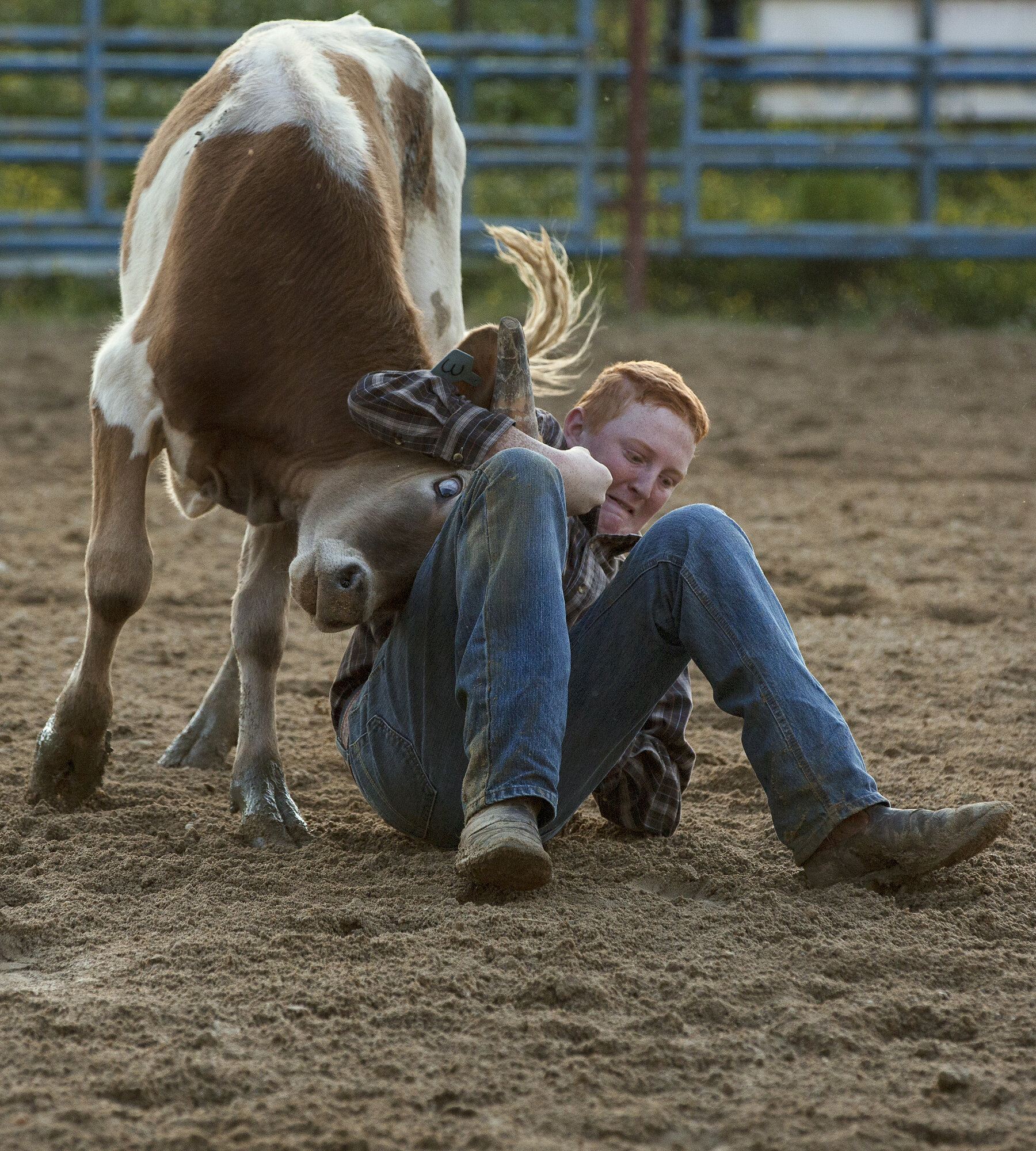  Clay Livengood of Cleveland wrestles a steer during the junior high chute dogging event. Chute dogging is an event similar to steer wrestling.  
