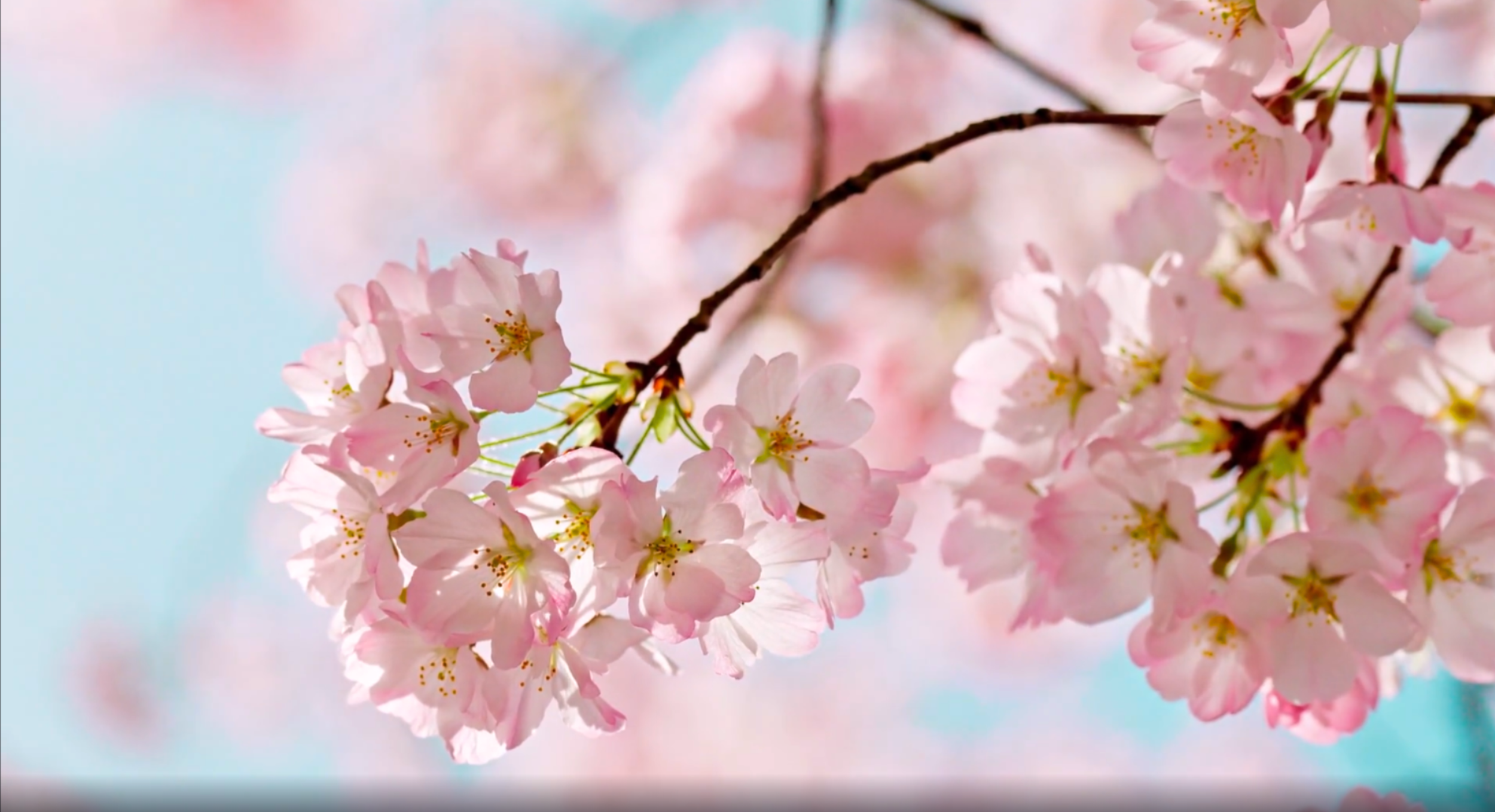 Stock Image cherry blossoms glossy still.png