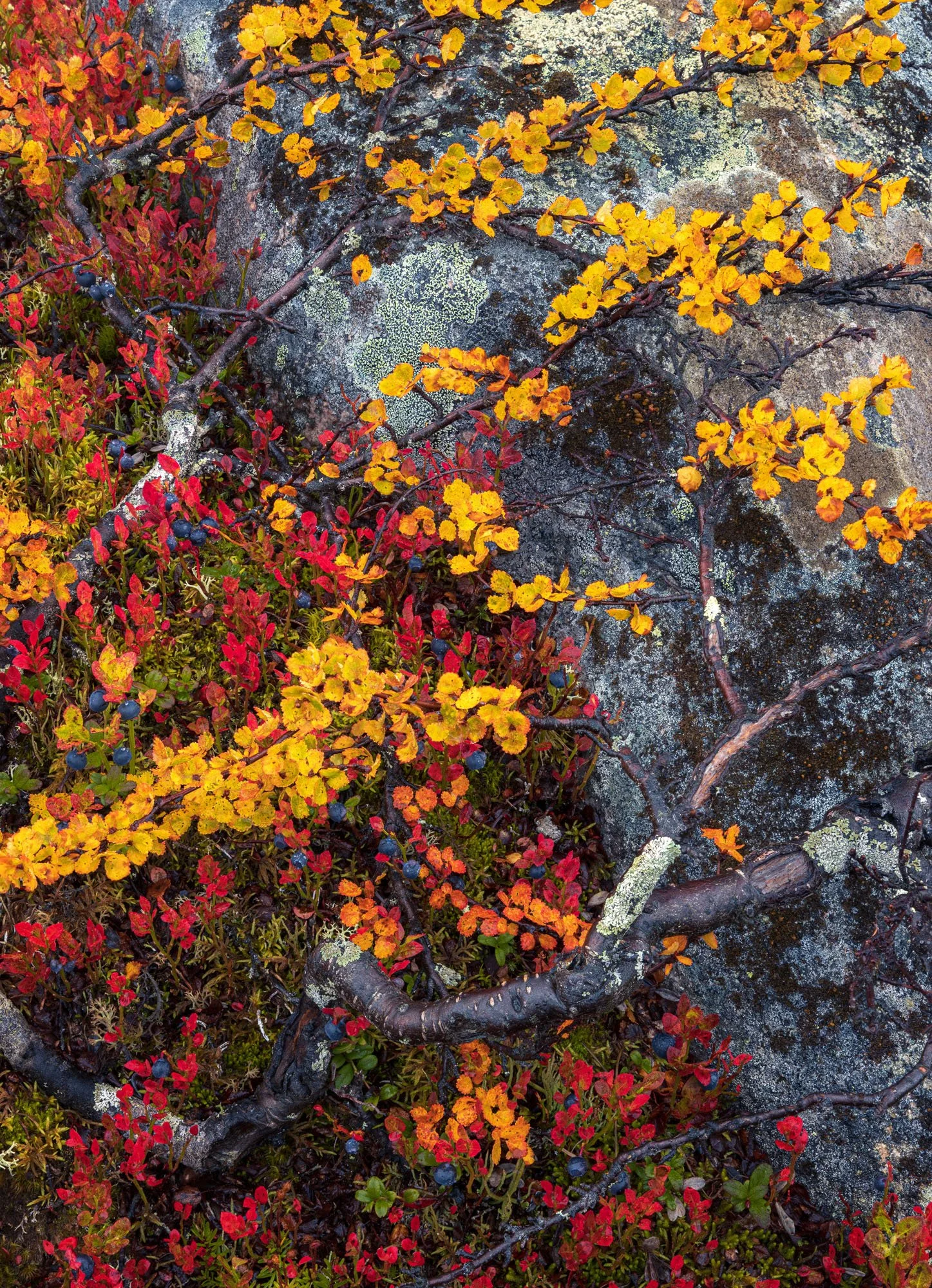 JJDW AUTUMN NORWAY 1.jpg