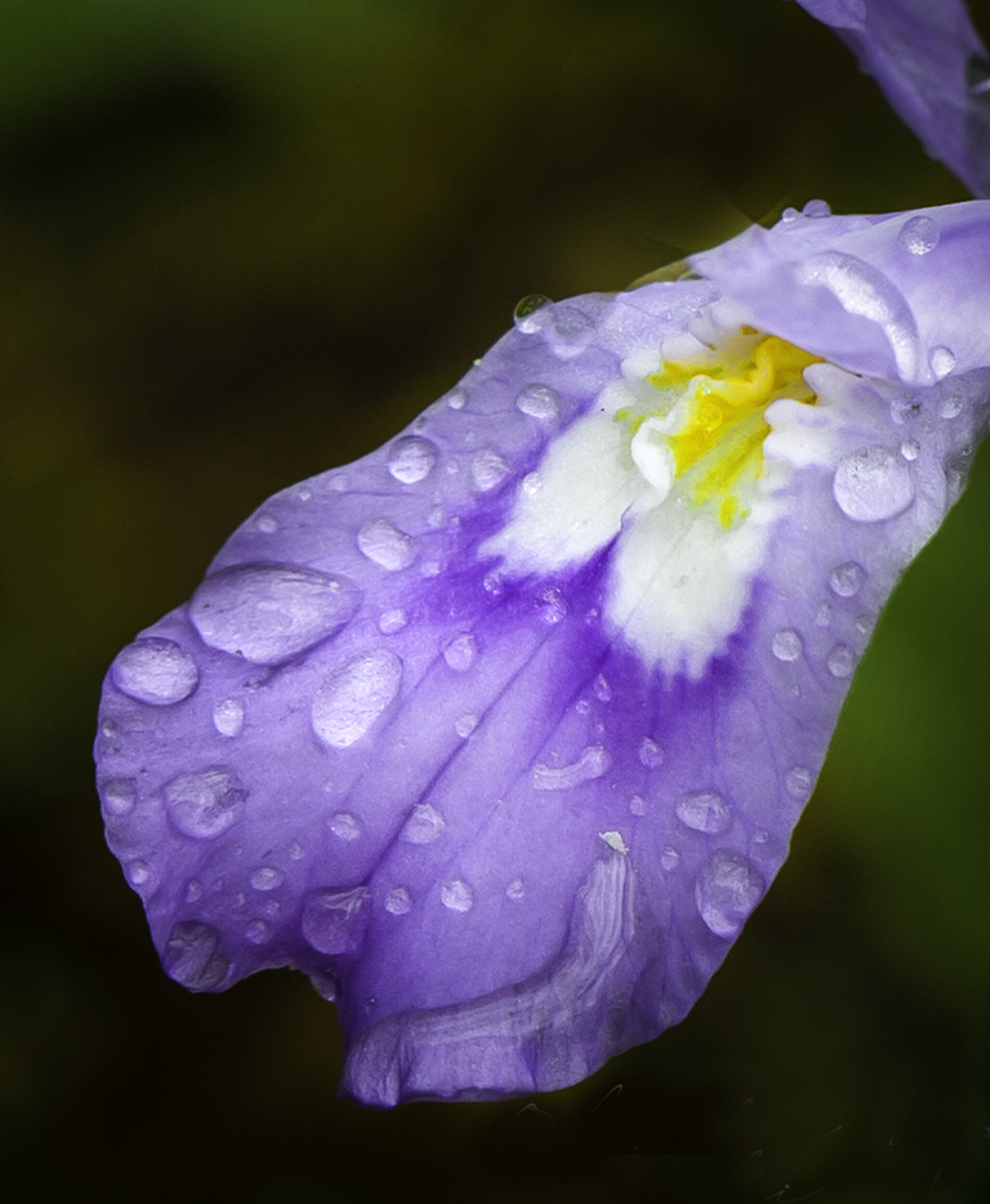 dwarf iris petal macro.jpg