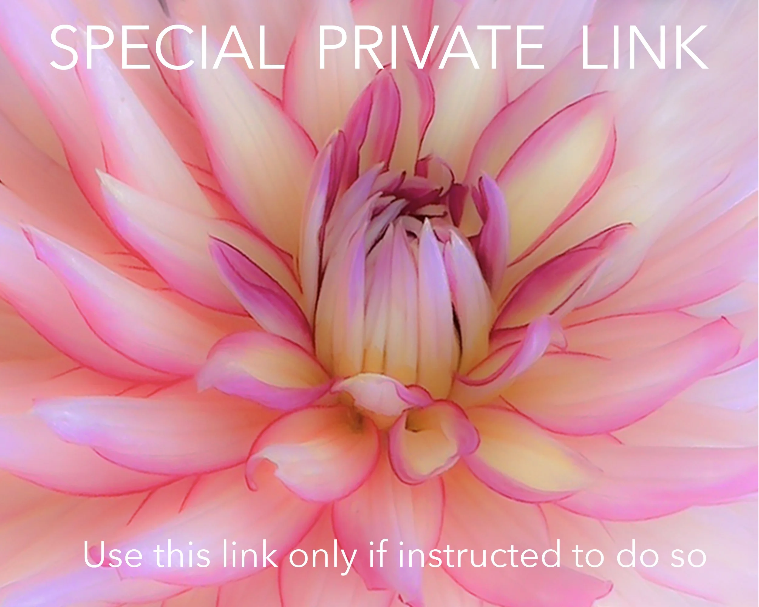 Dahlias Special Link.jpg