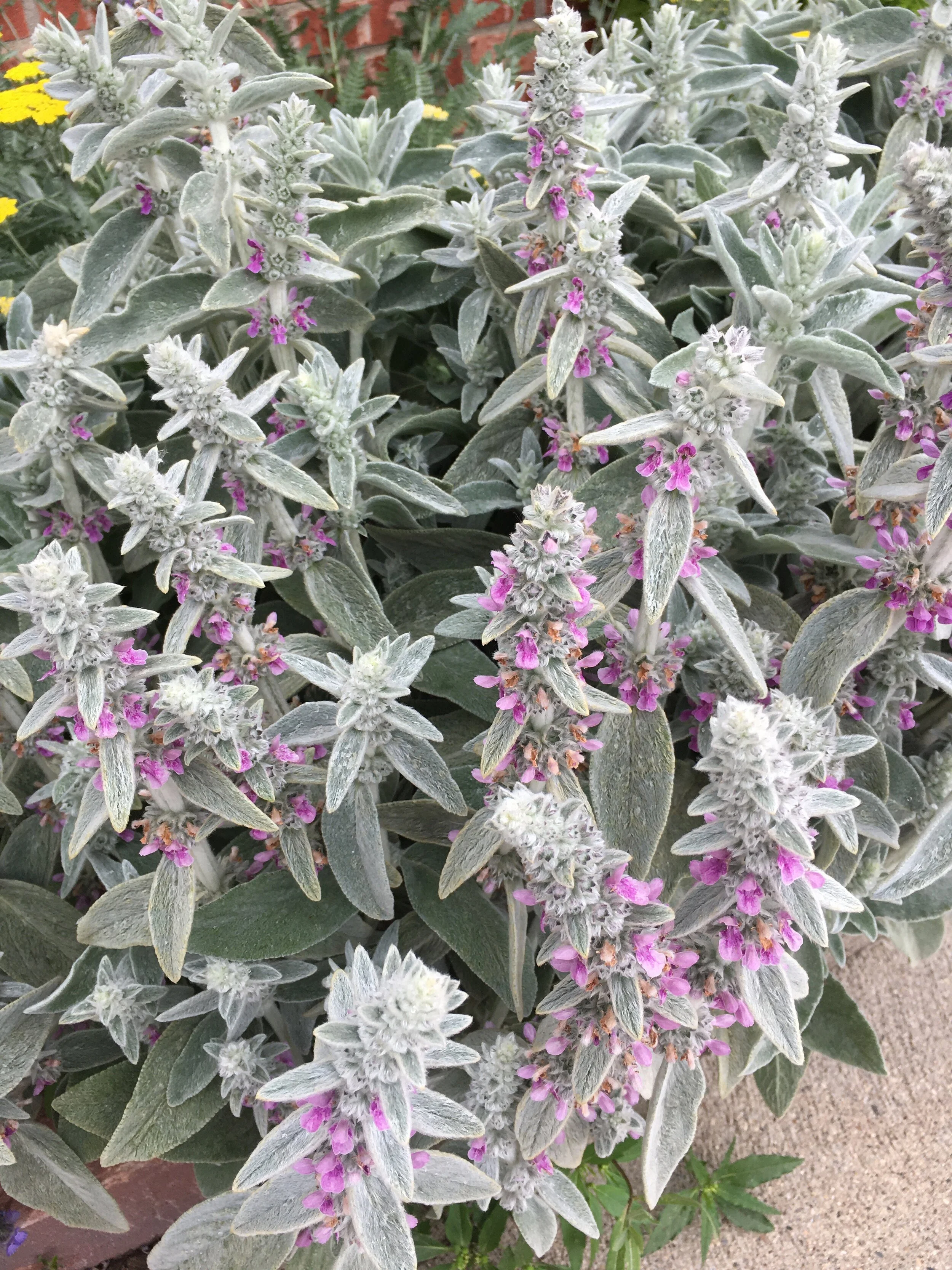 Drought Tolerant Perennials — Brady's West