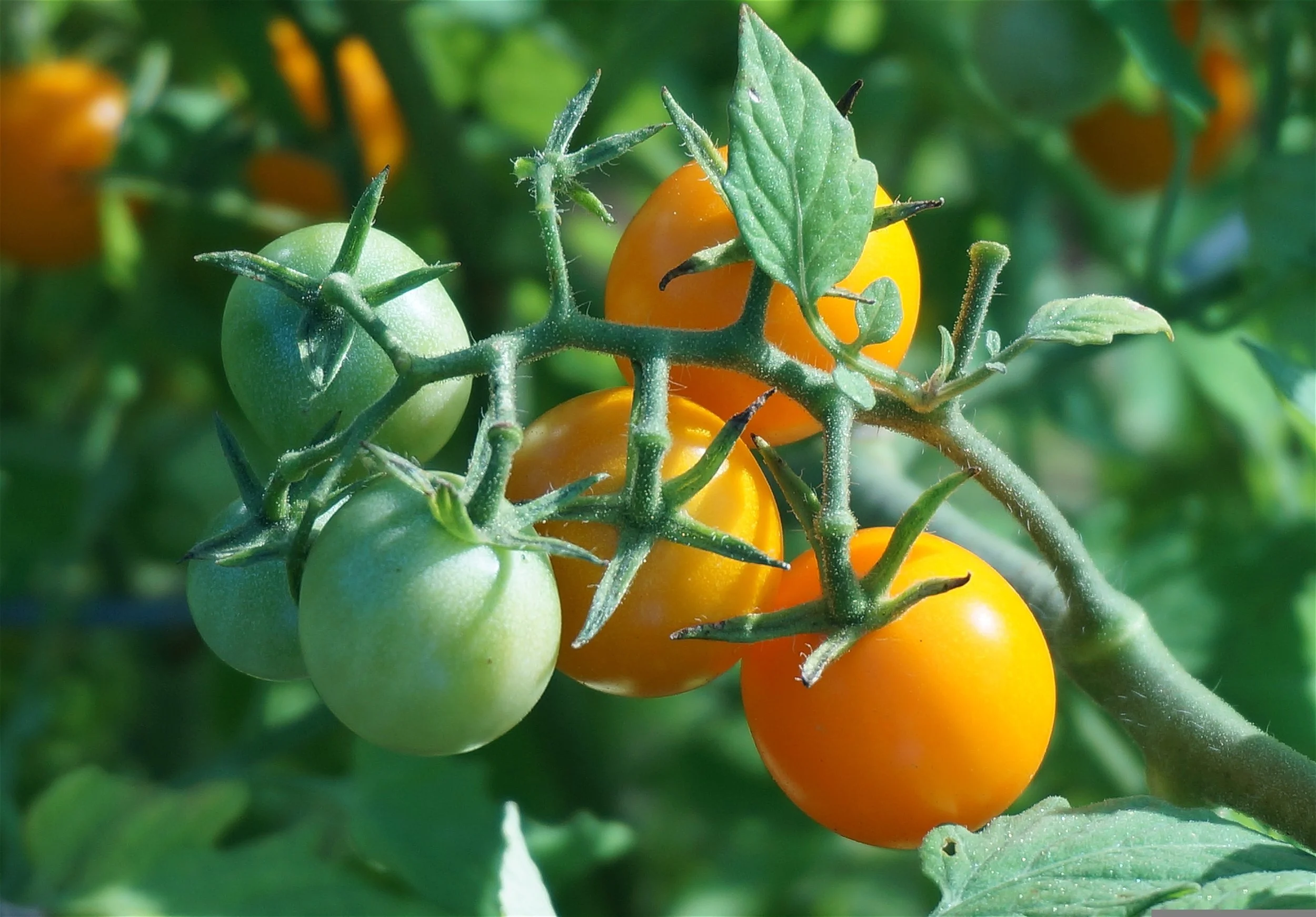 tomates amarillos y verdes brotando de una mata