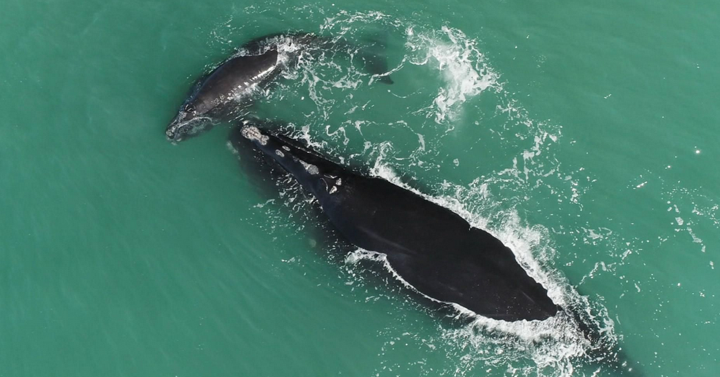 Filmmaker Spotlight: Nadine Pequeneza, Director of LAST OF THE RIGHT WHALES