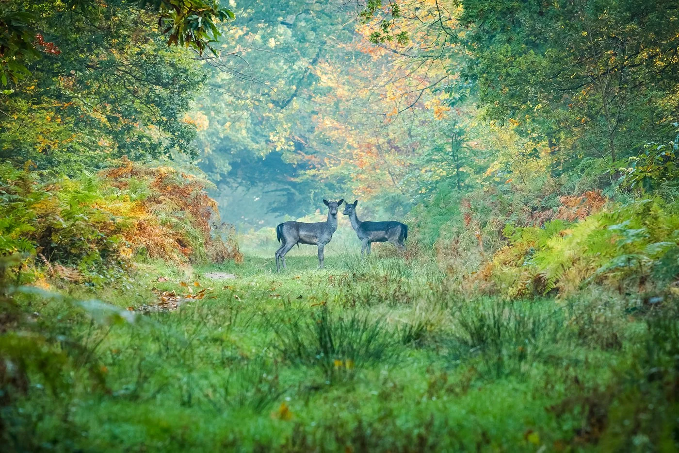 two deer in autumn woodland on the ashridge estate