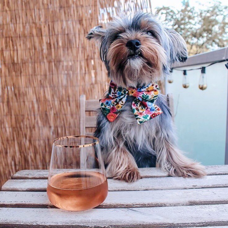 Clem is all dressed up for her brunch date! Is there anything better than puppies and Ros&eacute;? 🍷🌸 Photo by the beautiful @life_of_clem ! She&rsquo;s wearing one of our floral prints by @riflepaperco in size XS
