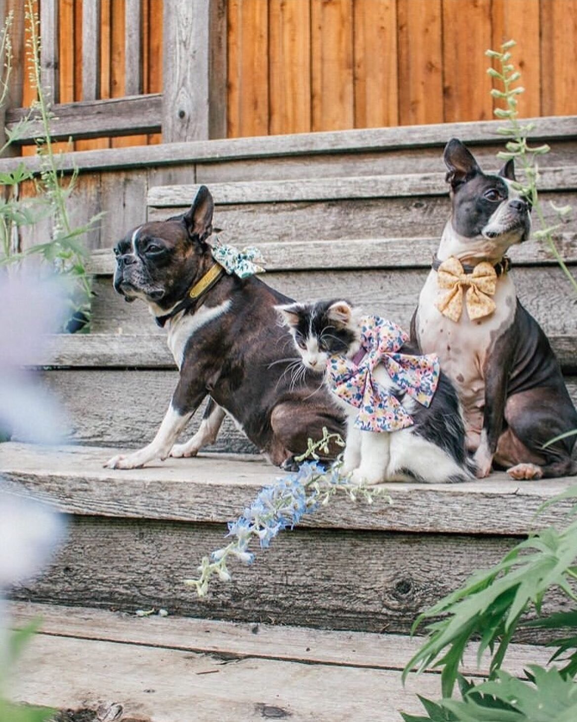 @thetulepps really went all out to outfit their pets! Look who ended up with the biggest bow 🙈

Thanks so much for sharing your shots with us!