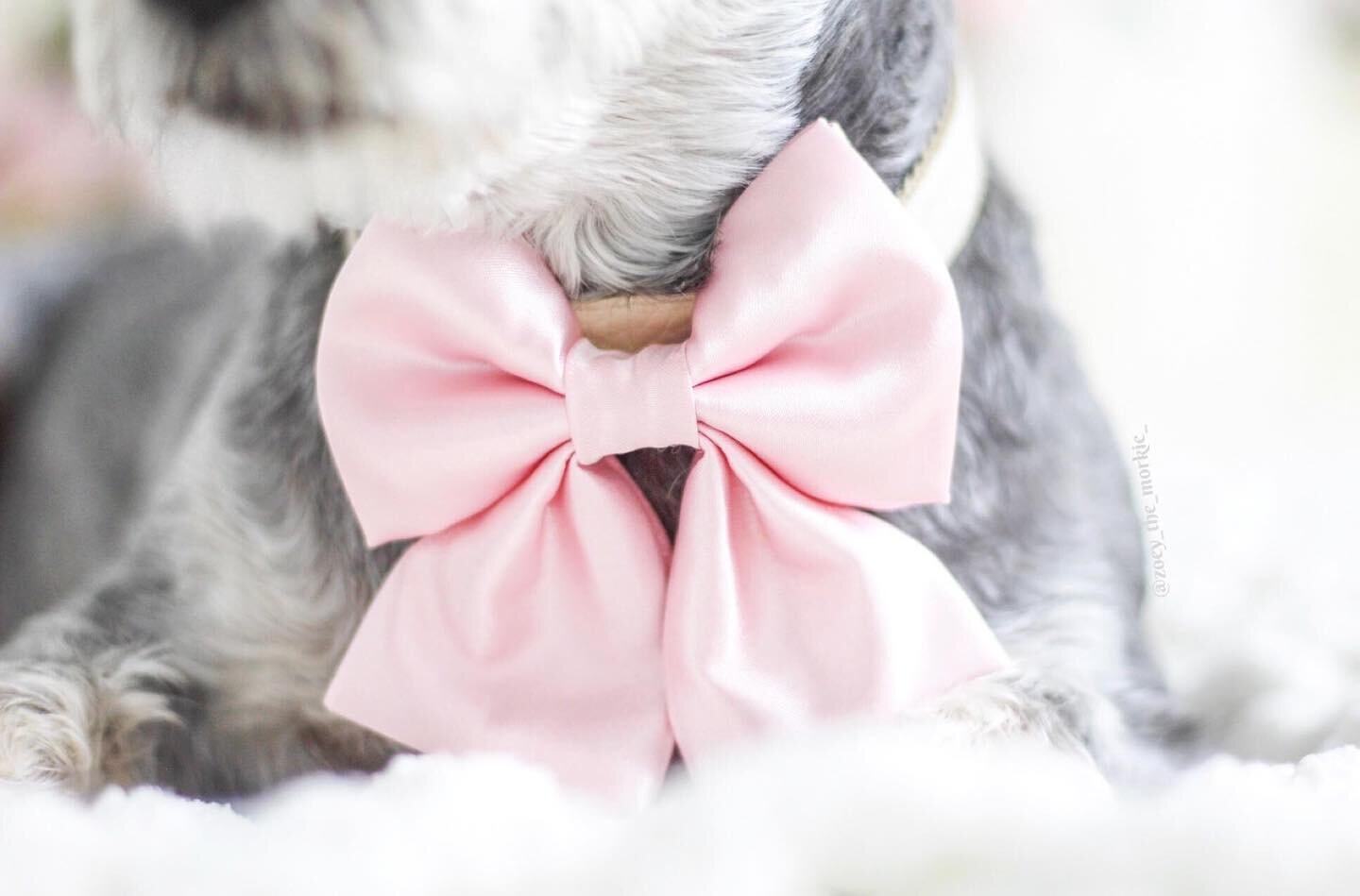Guess who&rsquo;s pretty muzzle and neck this satin pink bow is on 🤭