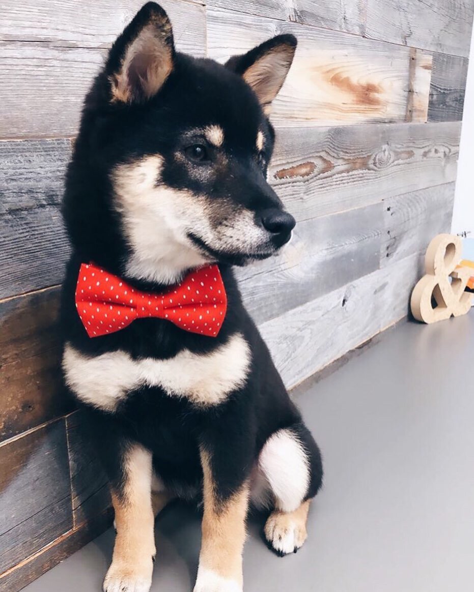 I have soft spot in my heart for shibas ❤️ a shiba in a bow tie? Even better!

Did you know? @tomotheshibe works at @fox_and_tux so you can catch him there if you&rsquo;re around in #yeg
