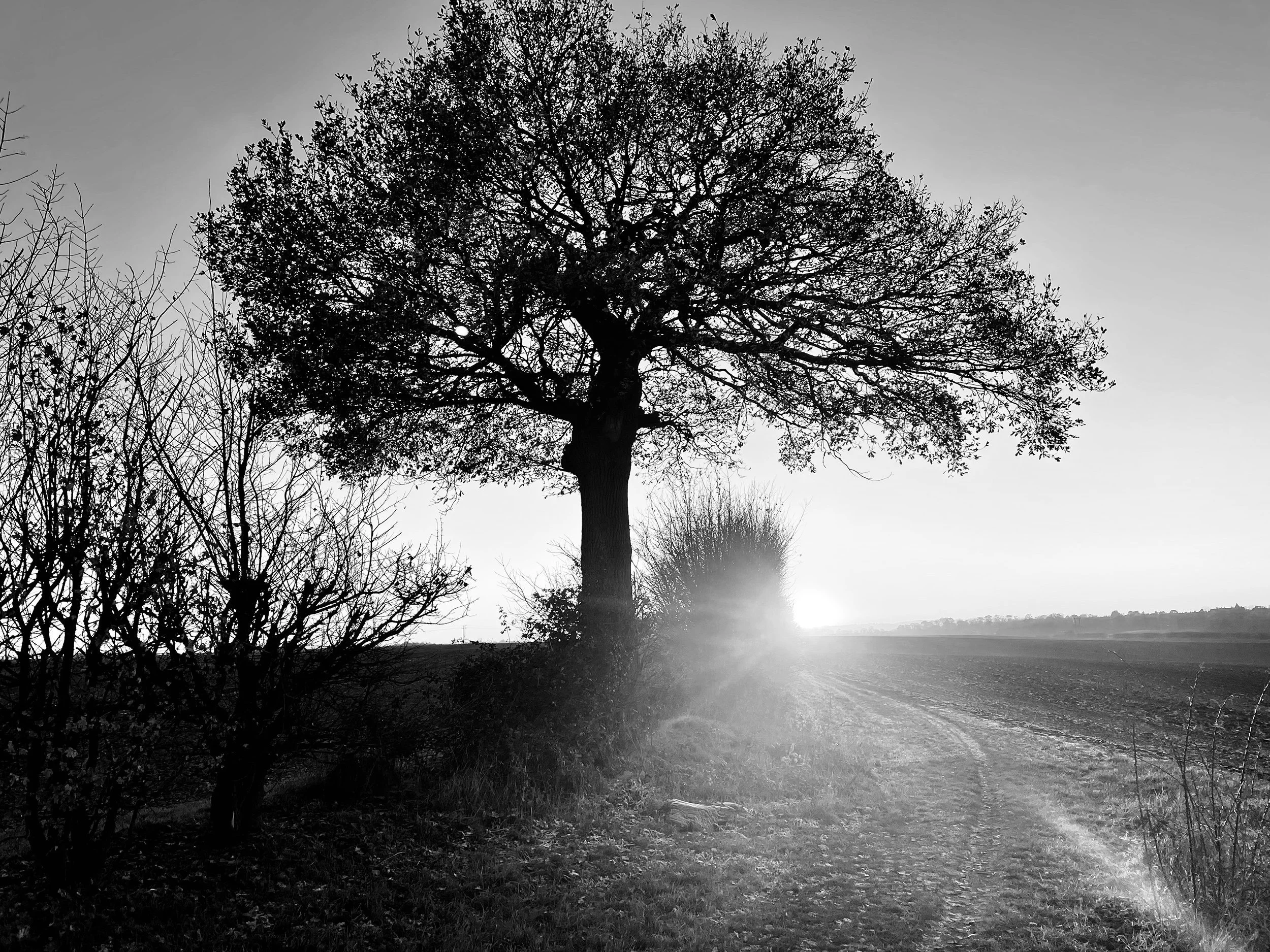 tree+with+sun+flare+by+Nathaniel+Rosa.jpg