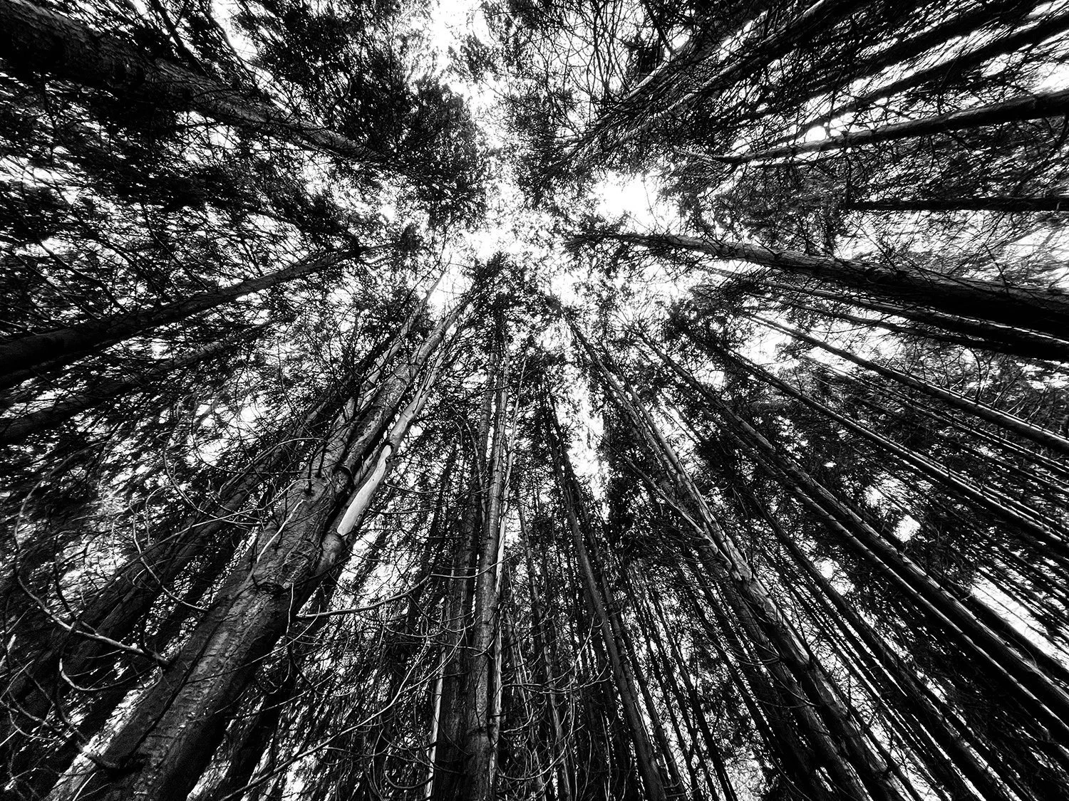 looking+up+at+very+tall+trees+by+Nathaniel+Rosa+shot+on+iphone.jpg