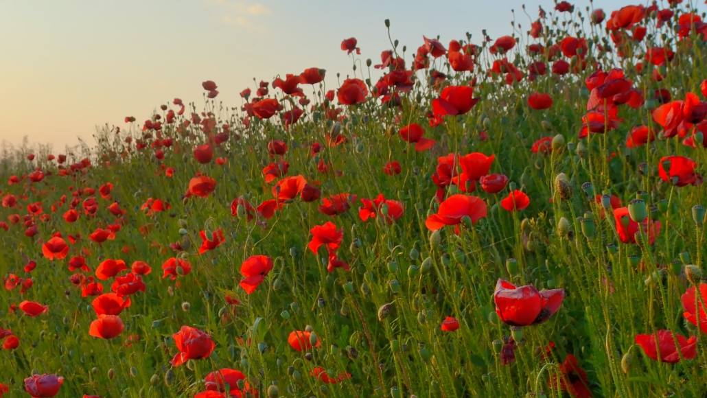 Feeling Love and Loss as I Remember the Fallen and My Own Letting Go Journey